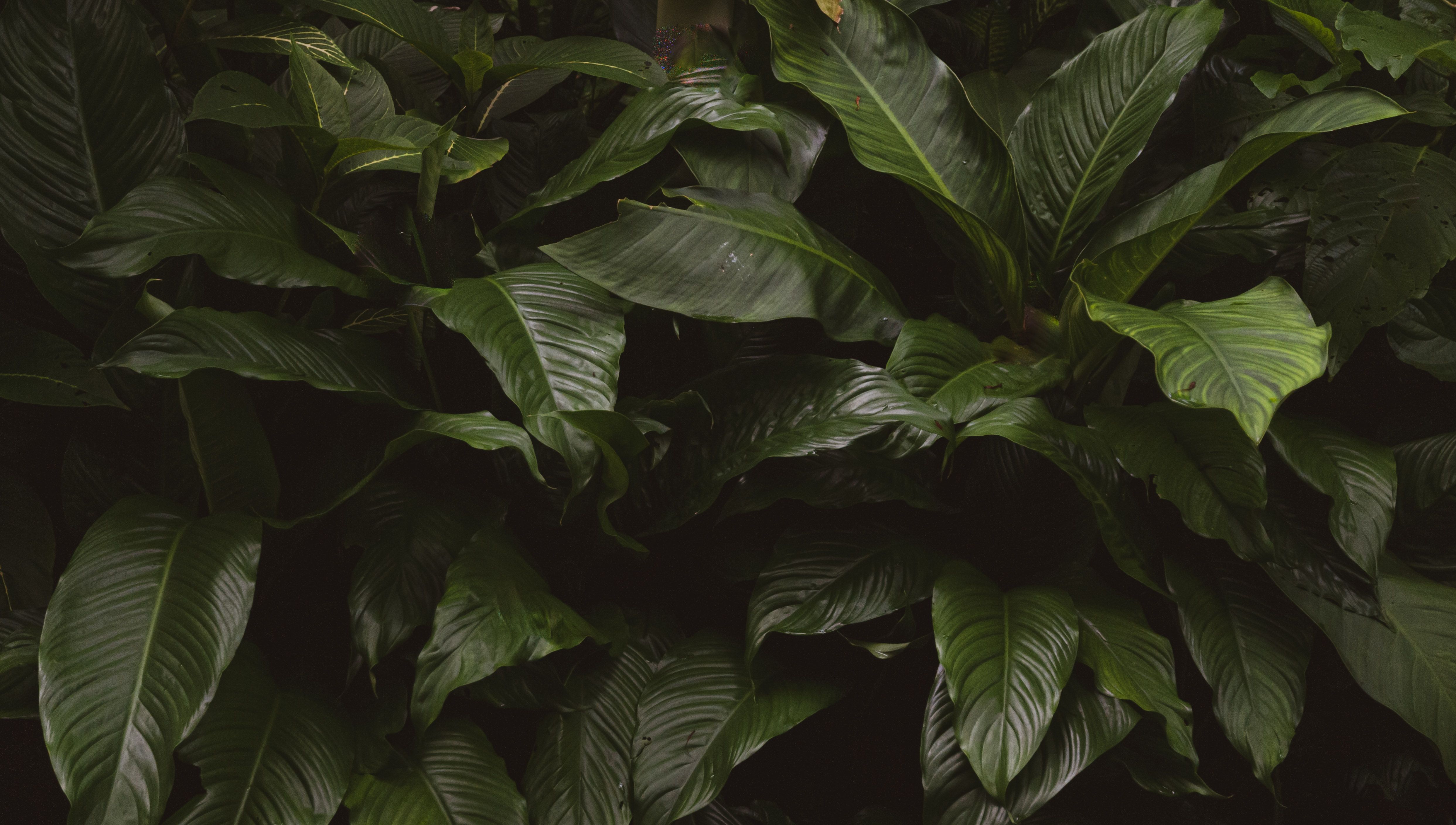 Dark jungle leaves tropical photo background