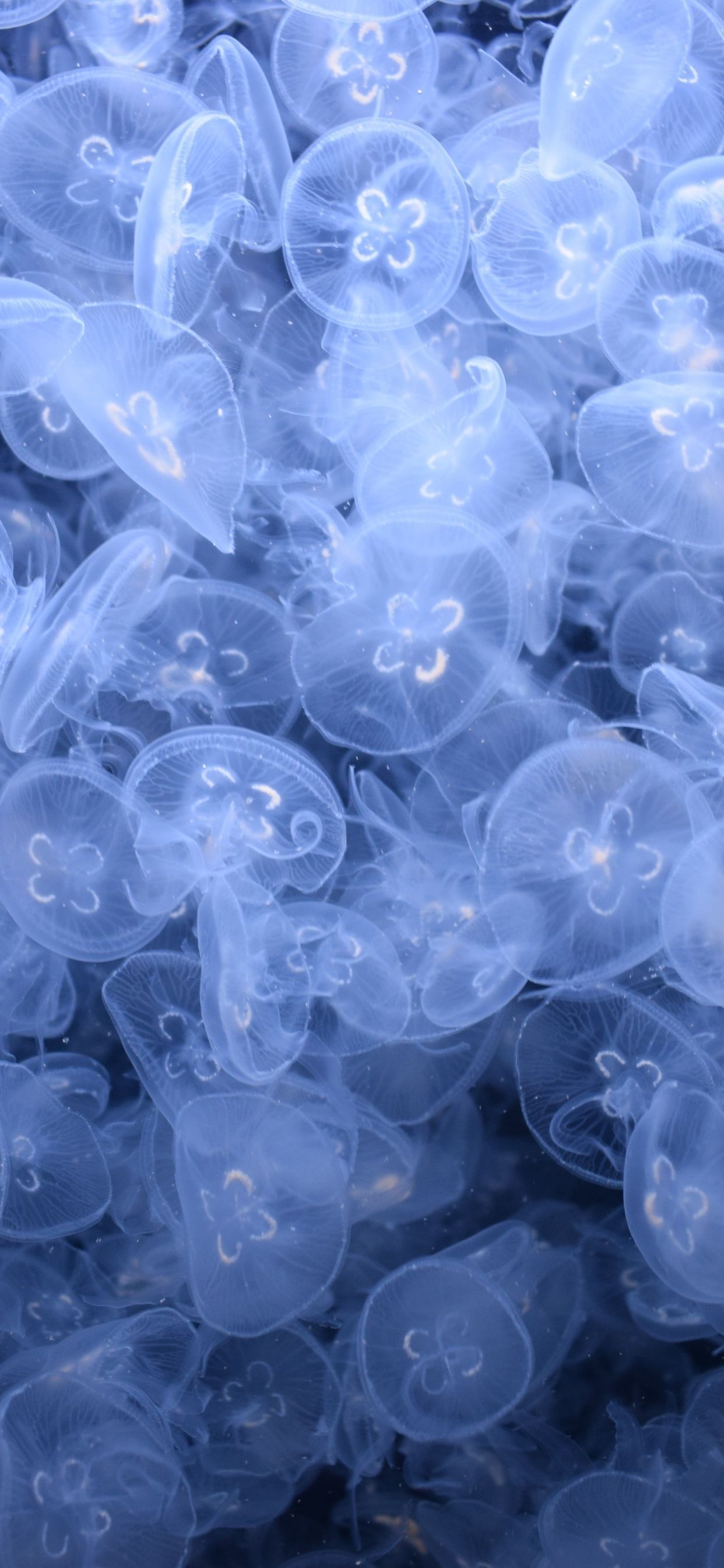 A large group of jellyfish floating in water - Underwater, jellyfish, ocean