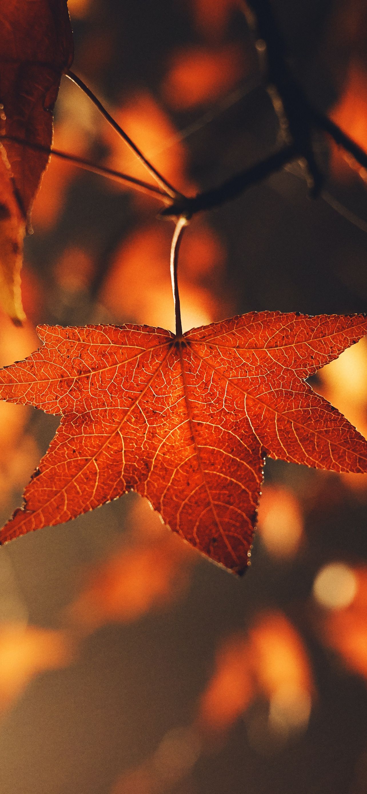A leaf with orange color on it - Fall, fall iPhone