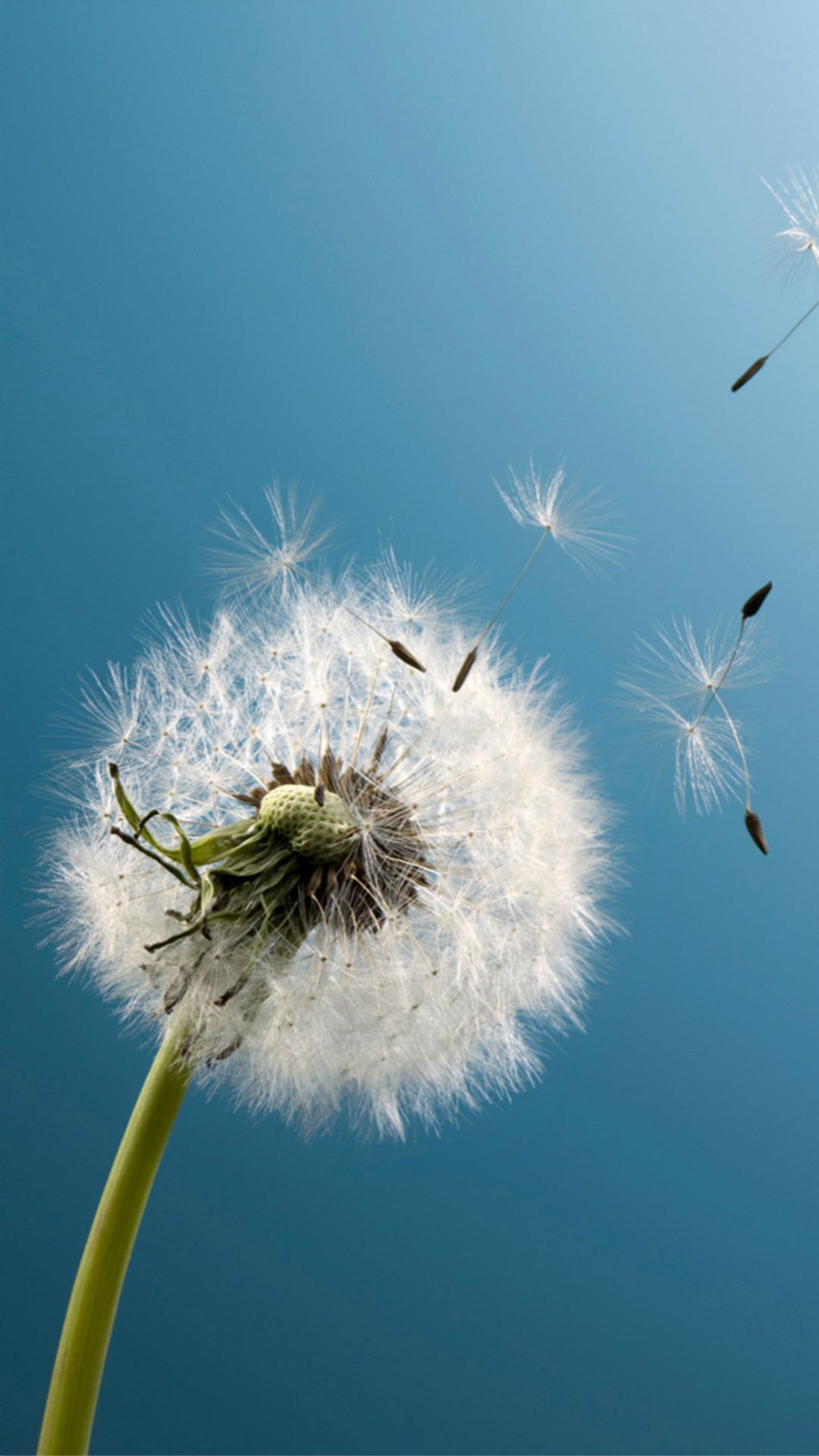 Pure Aesthetic Dandelion Blowing Blue Sky Macro iPhone 6 Wallpaper Download. iPhone Wallpaper, iPad w. Free wallpaper background, Dandelion, iPhone 6 wallpaper