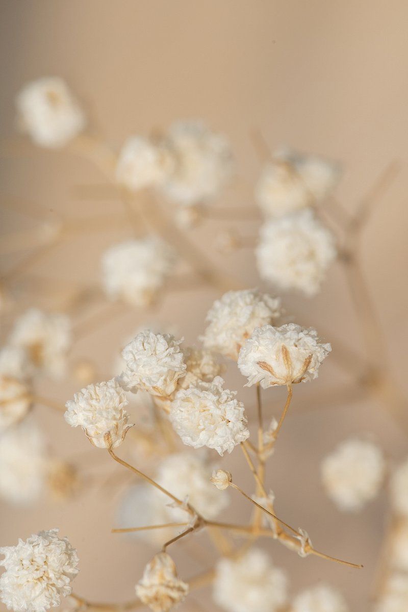 A bunch of white baby's breath flowers - Macro
