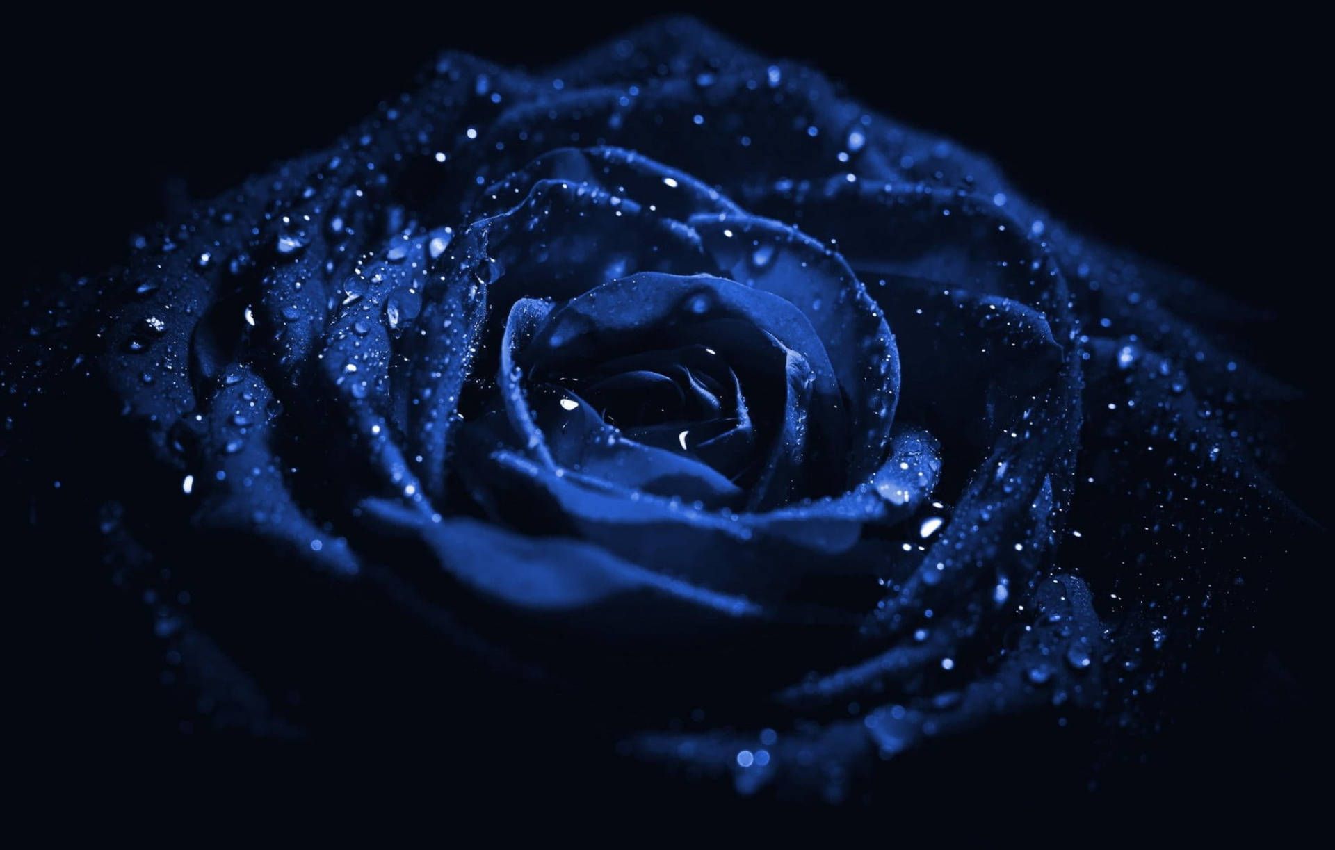 Blue rose in the rain - Macro
