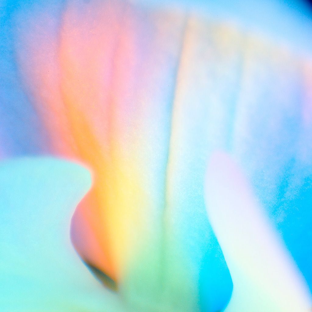 An abstract photograph of a flower in blue, pink, and yellow hues. - Macro, iridescent, gradient