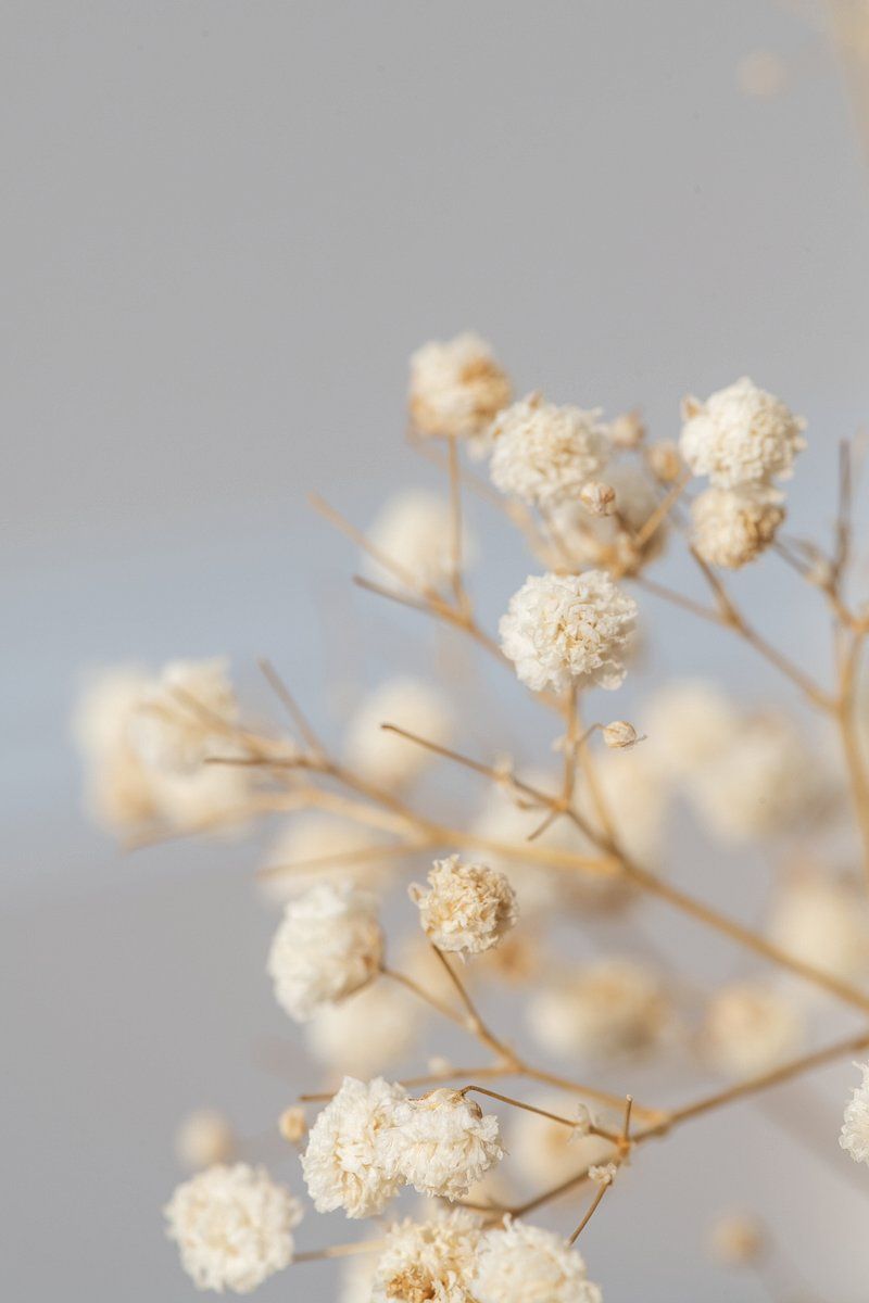 A white flower arrangement against a white background - Macro