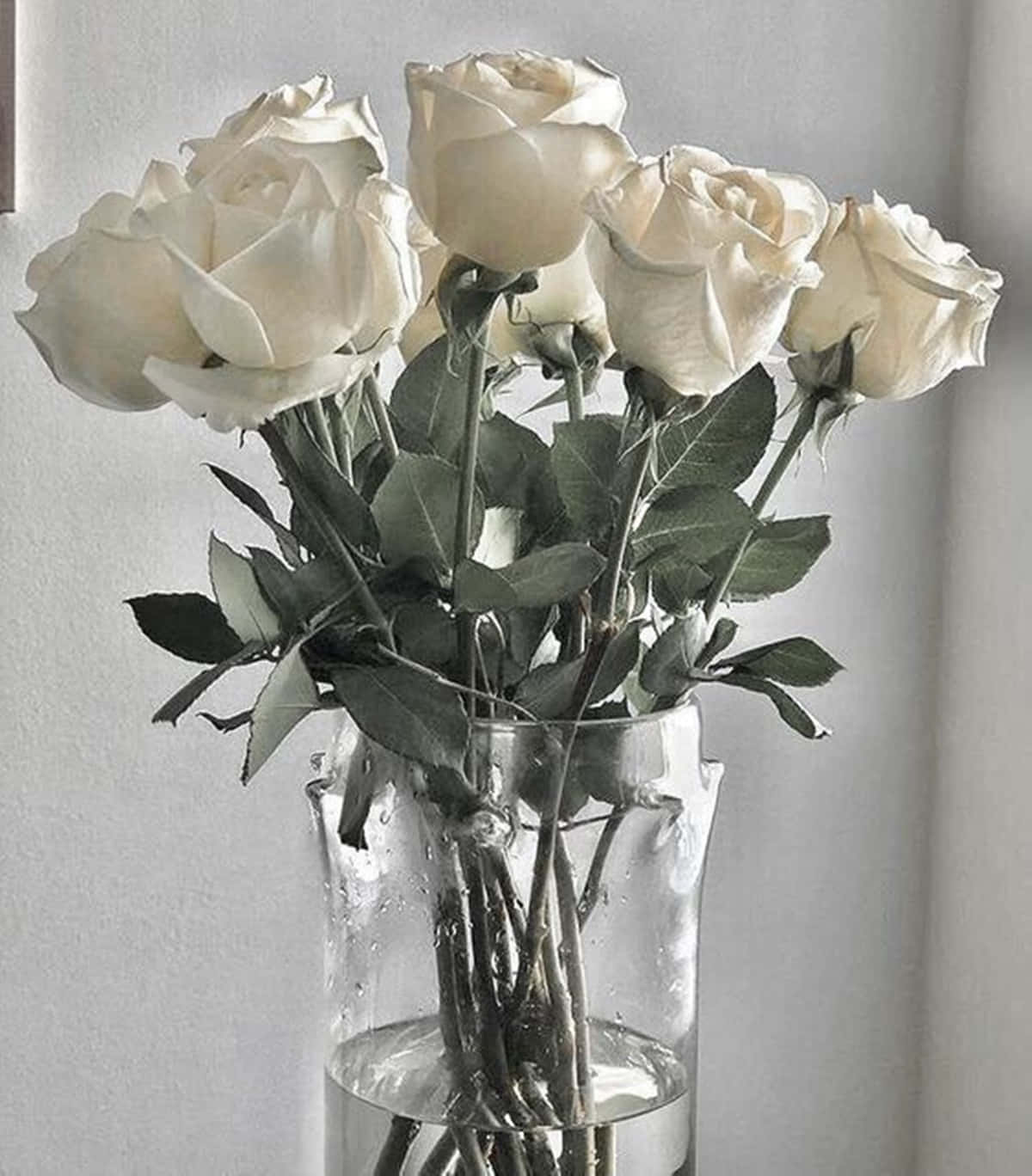 A vase of white roses sitting on a table. - Macro