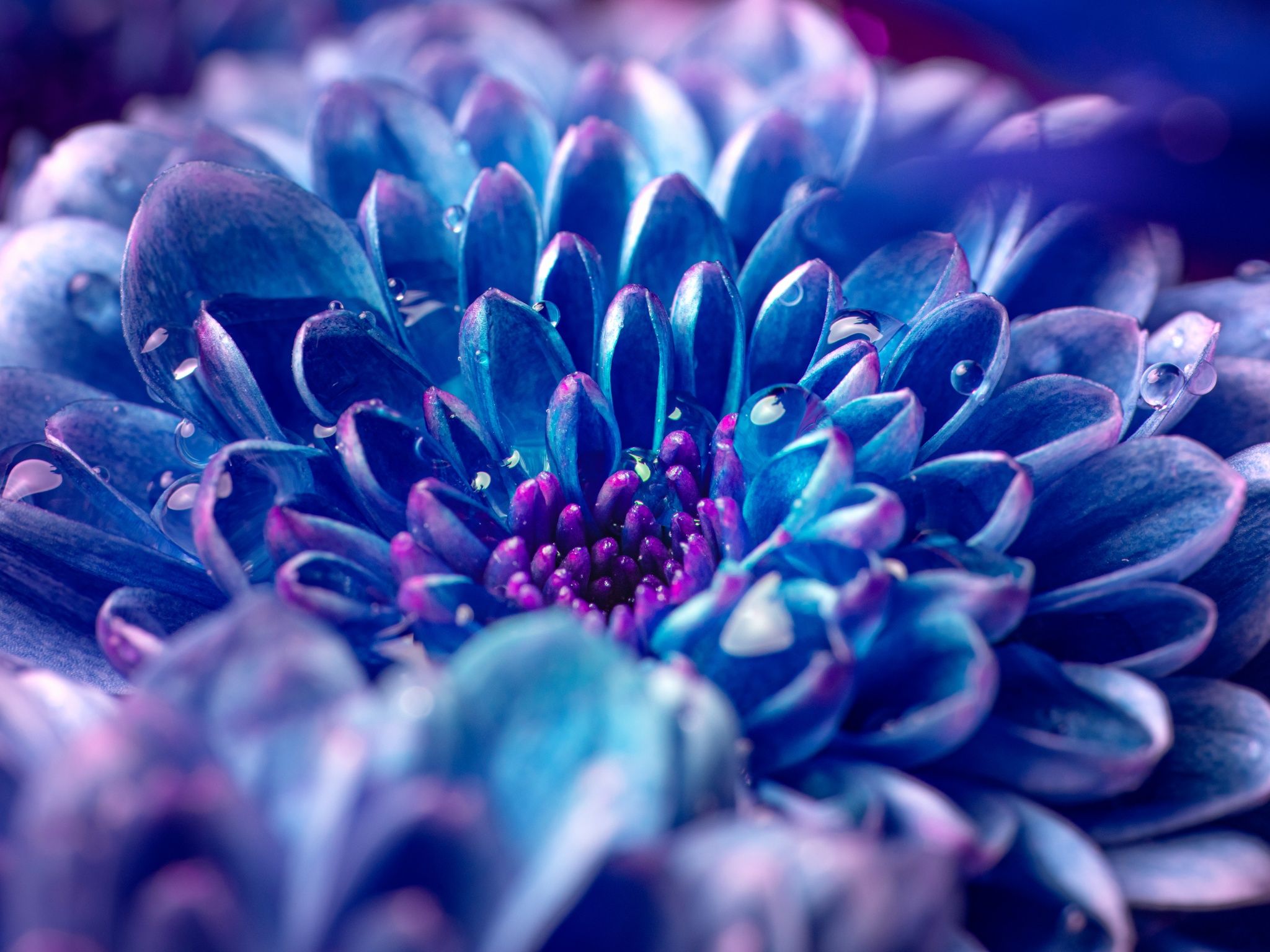 A close up of a blue flower with water droplets on it - Macro