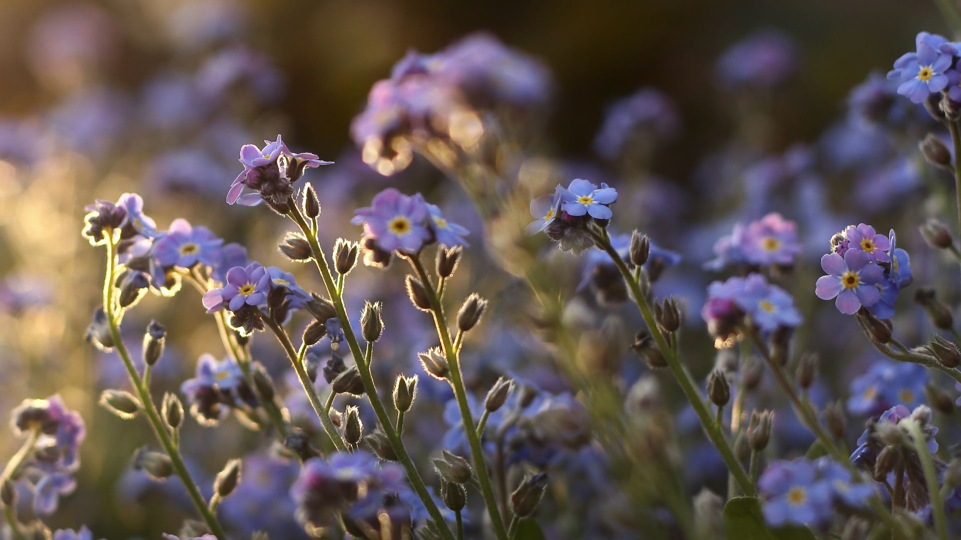 A field of forget-me-nots bathed in golden sunlight. - Macro
