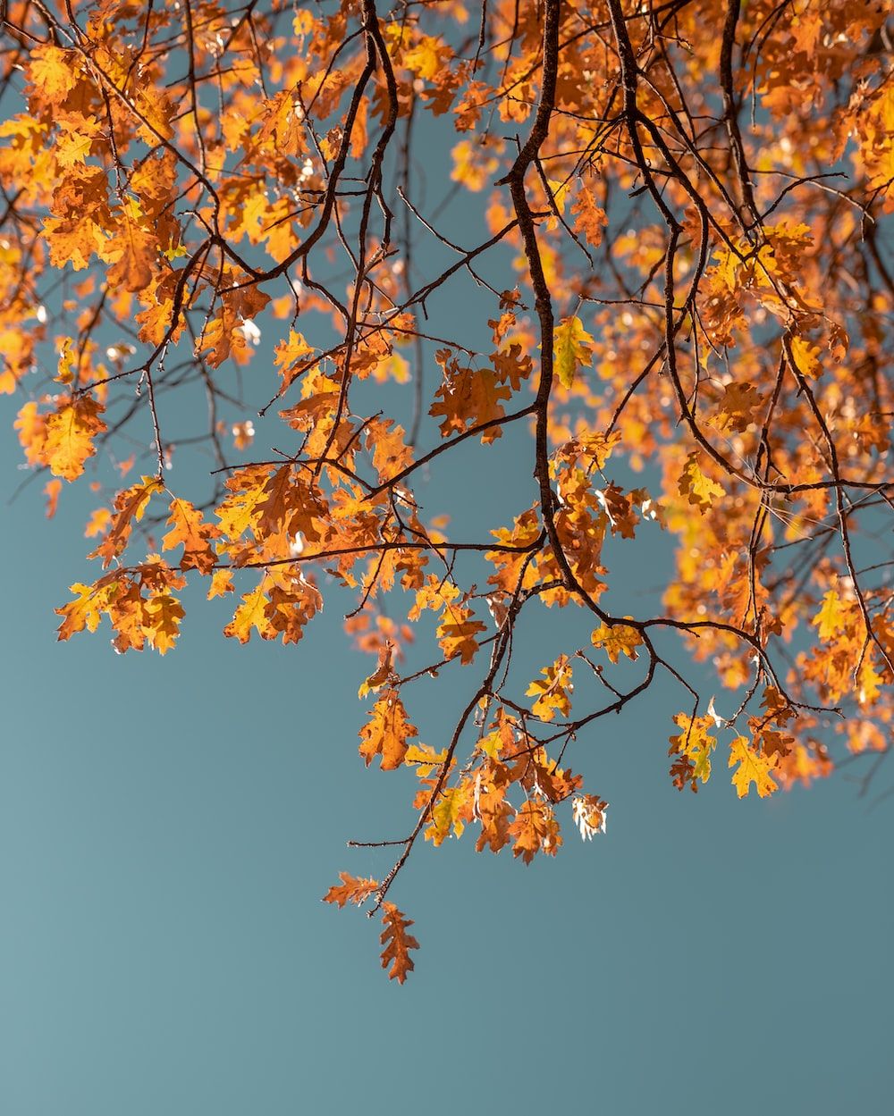 Macro photography of orange leaf tree photo