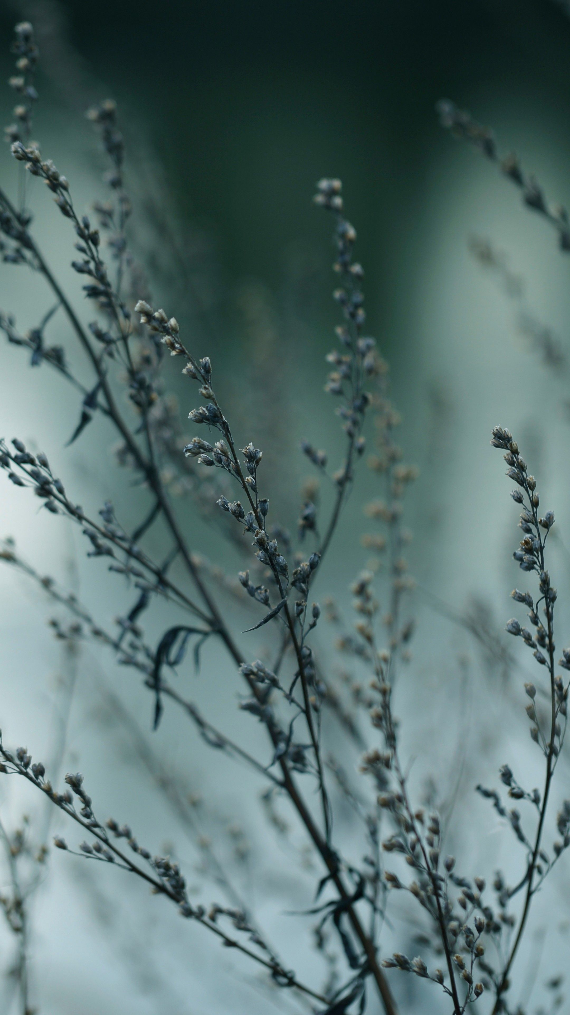 A close up of a plant with a blurry background - Macro