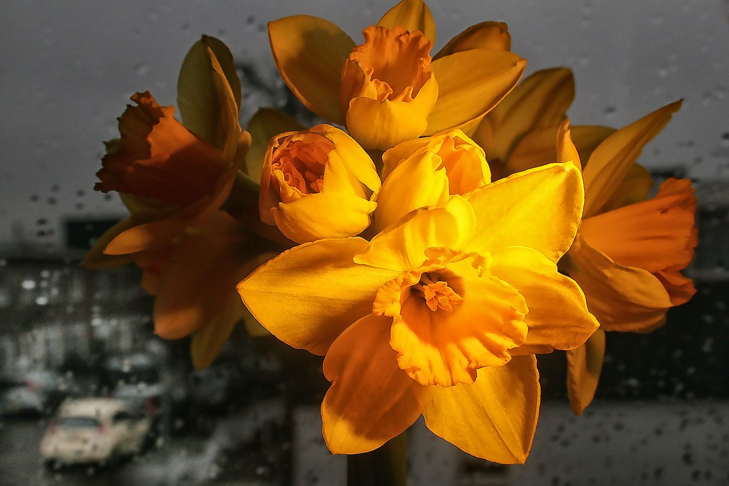Daffodils in a vase in front of a window. - Macro
