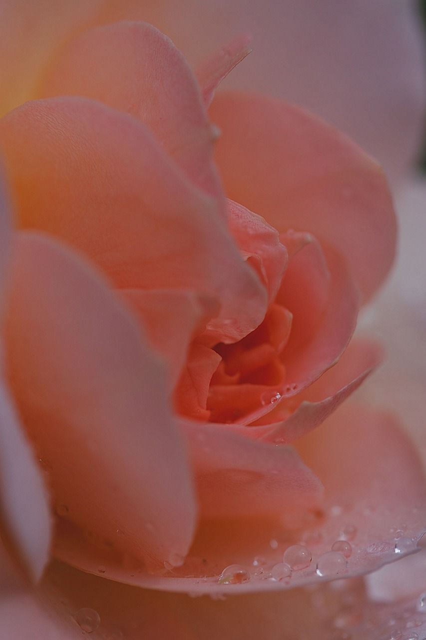 A close up of a pink rose with water droplets on it. - Macro