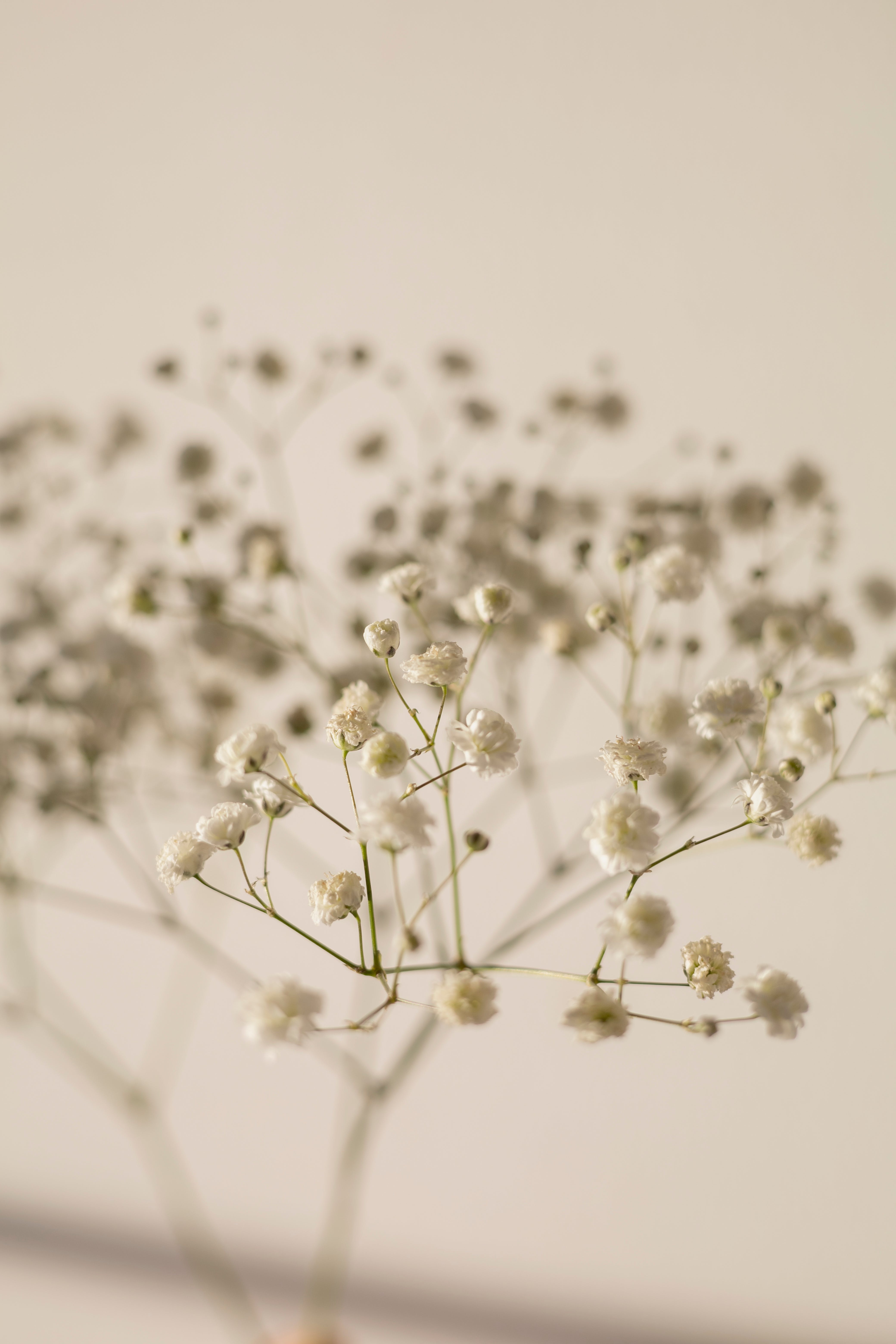 White Flowers in Macro Lens · Free