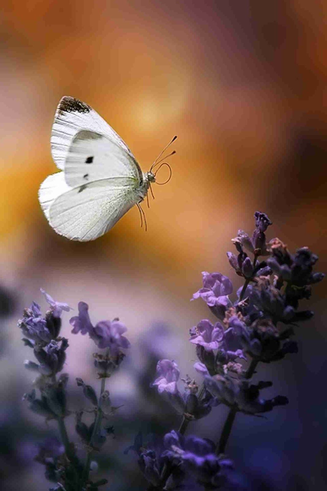 A white butterfly flying over purple flowers - Macro