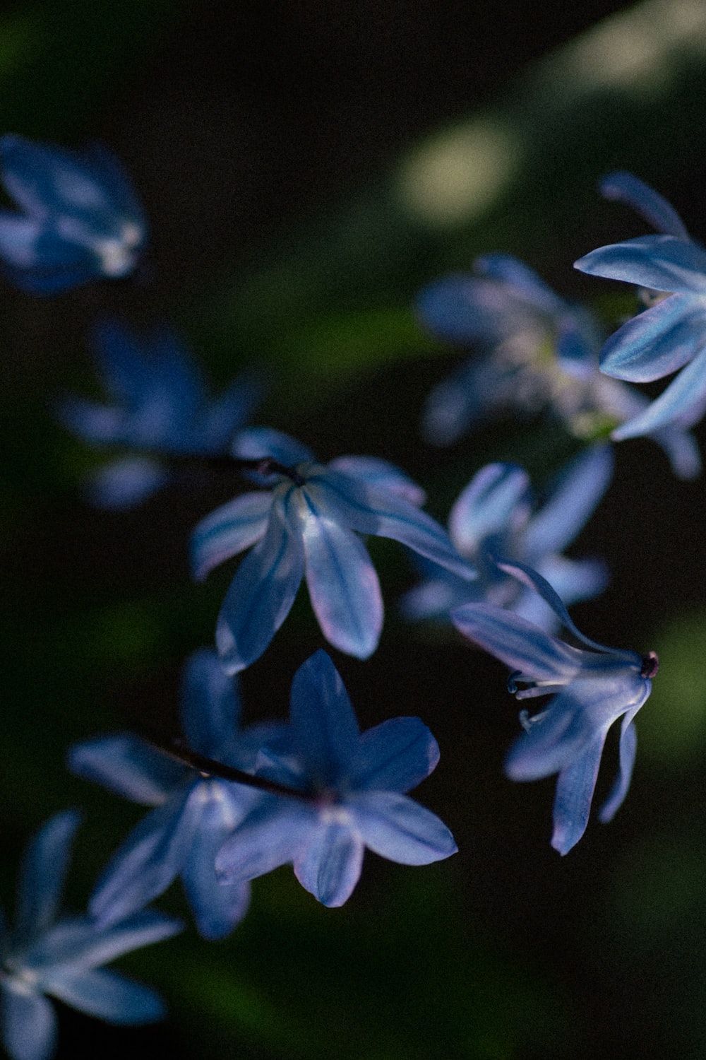 A close up of blue flowers in the sun. - Macro