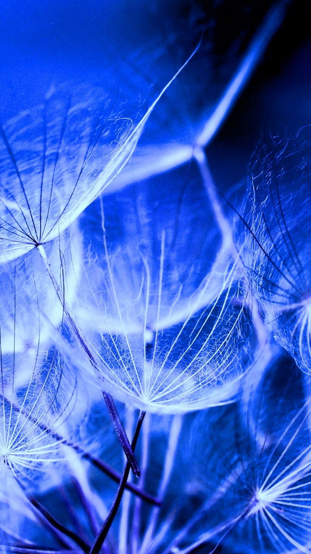 A blue and white photo of dandelion seeds. - Macro
