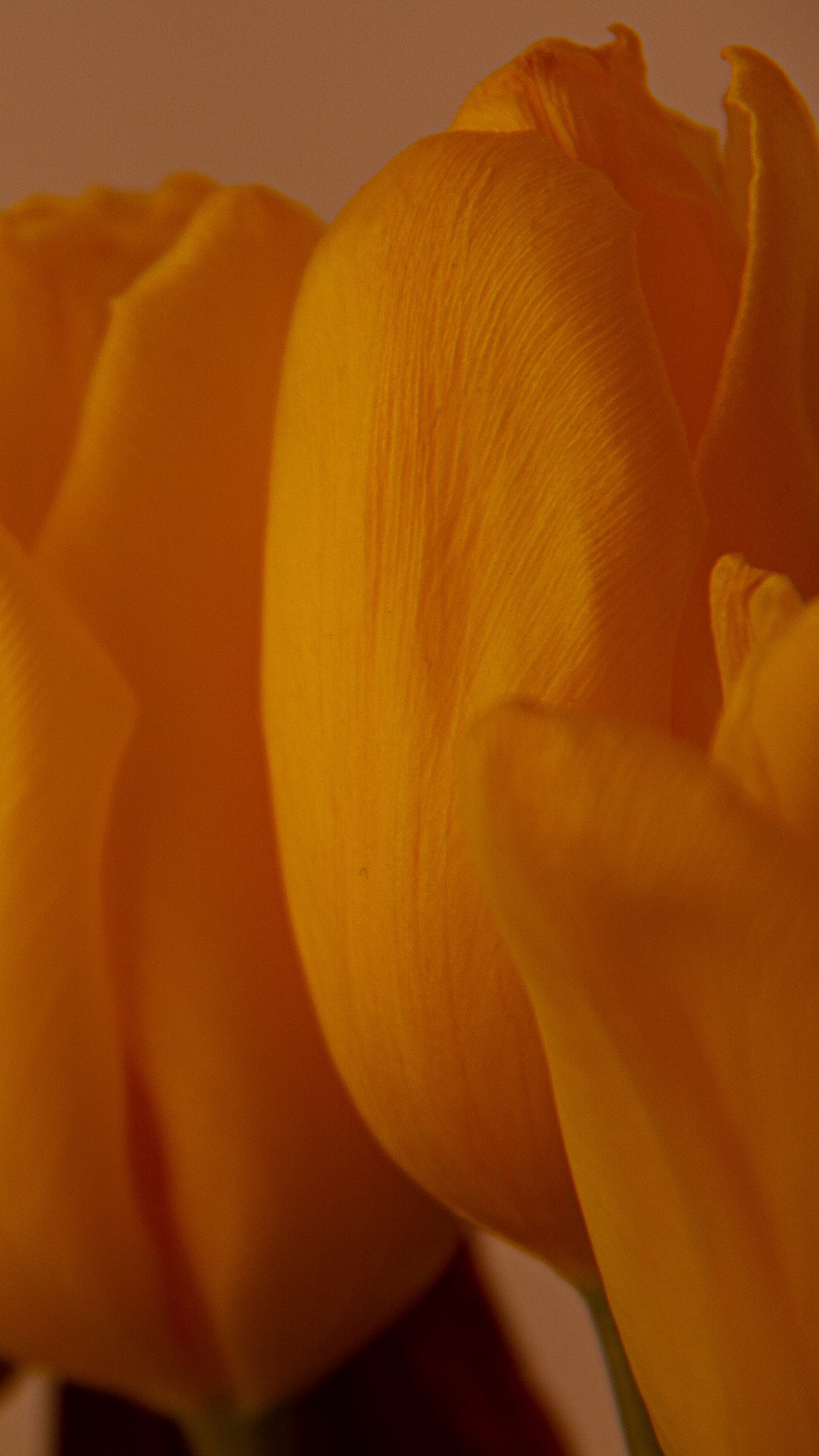 A close up of two yellow tulips. - Macro