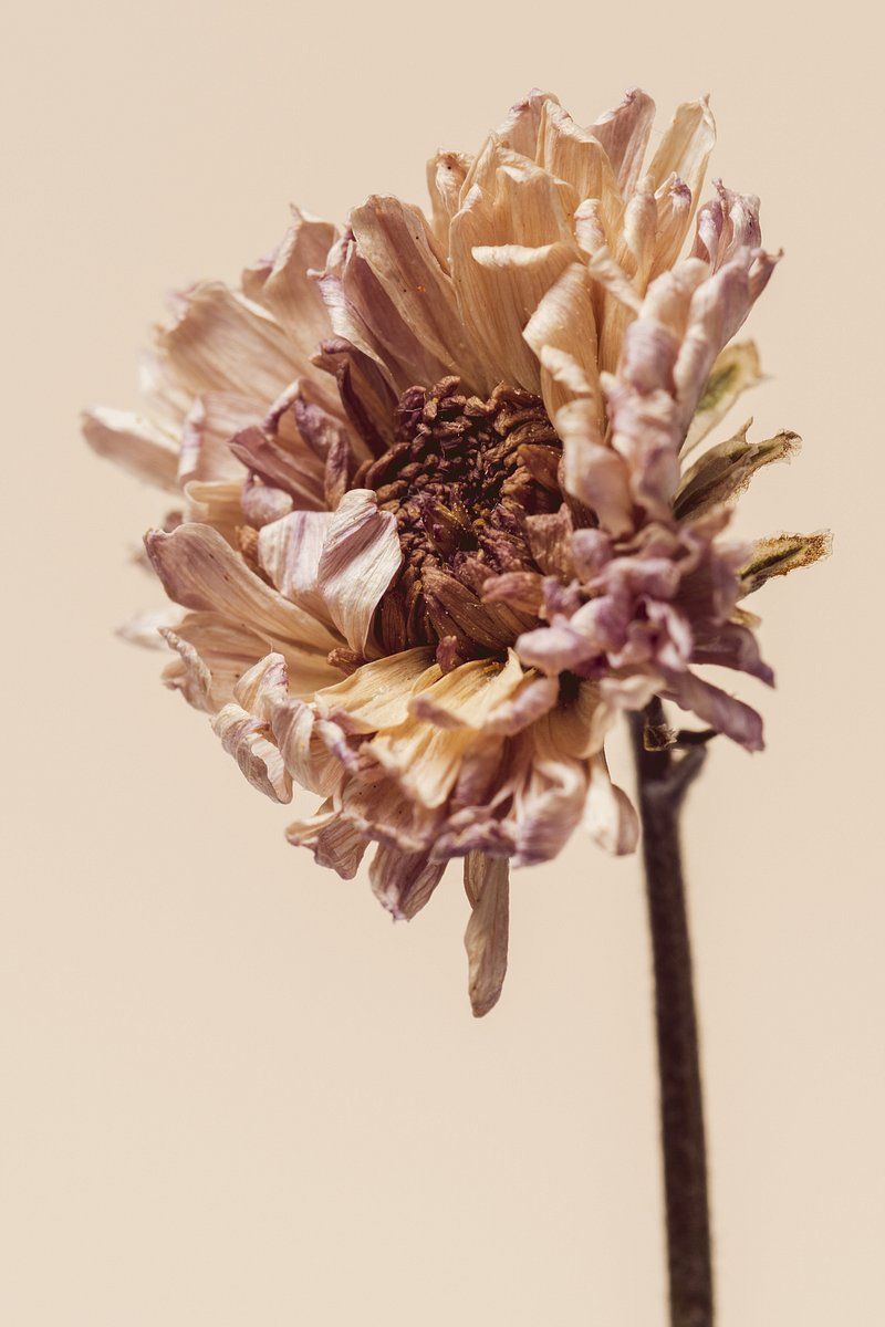 A dried flower in a vase against a beige background. - Macro