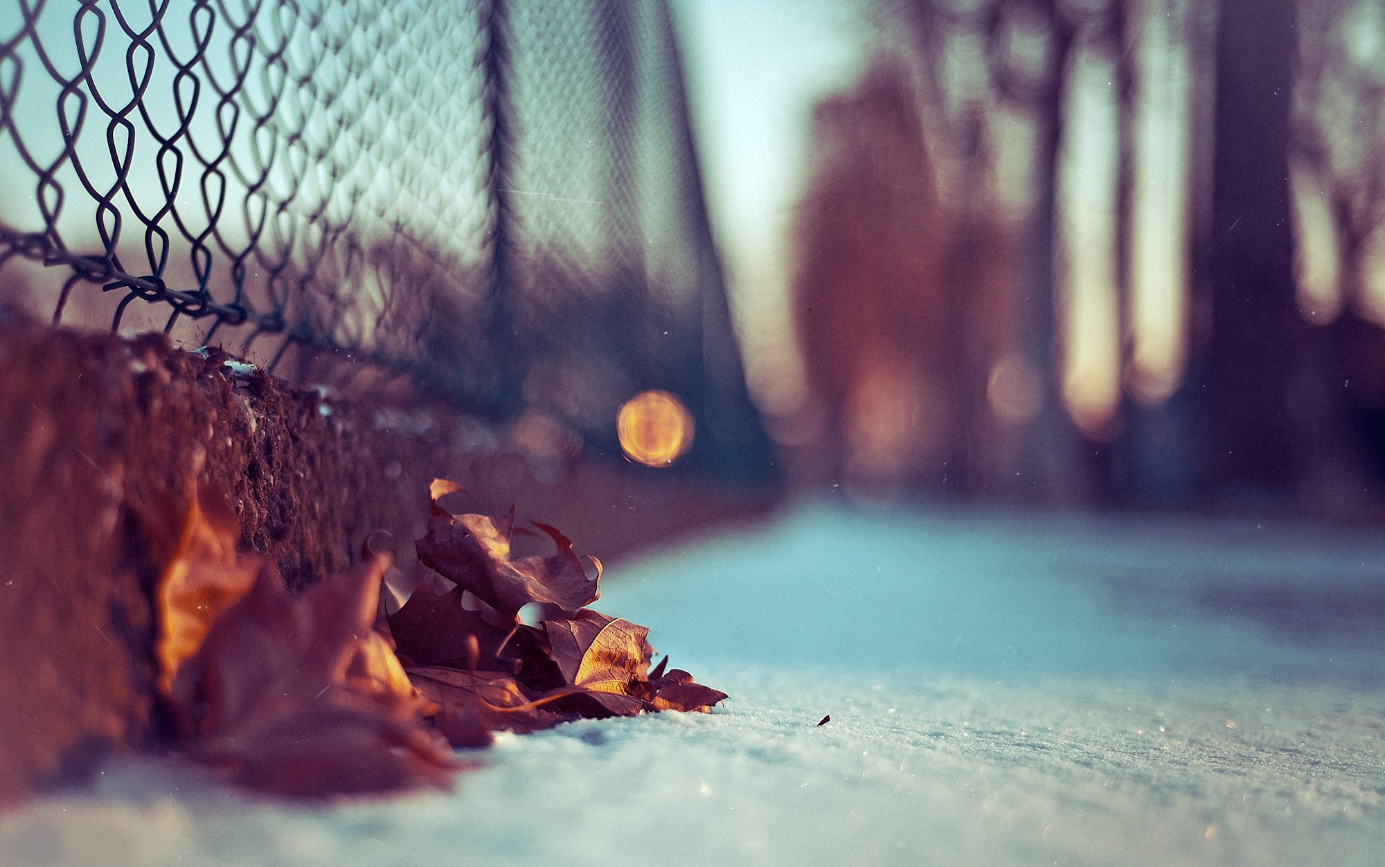 A fence covered in snow with a leaf in the foreground. - Macro