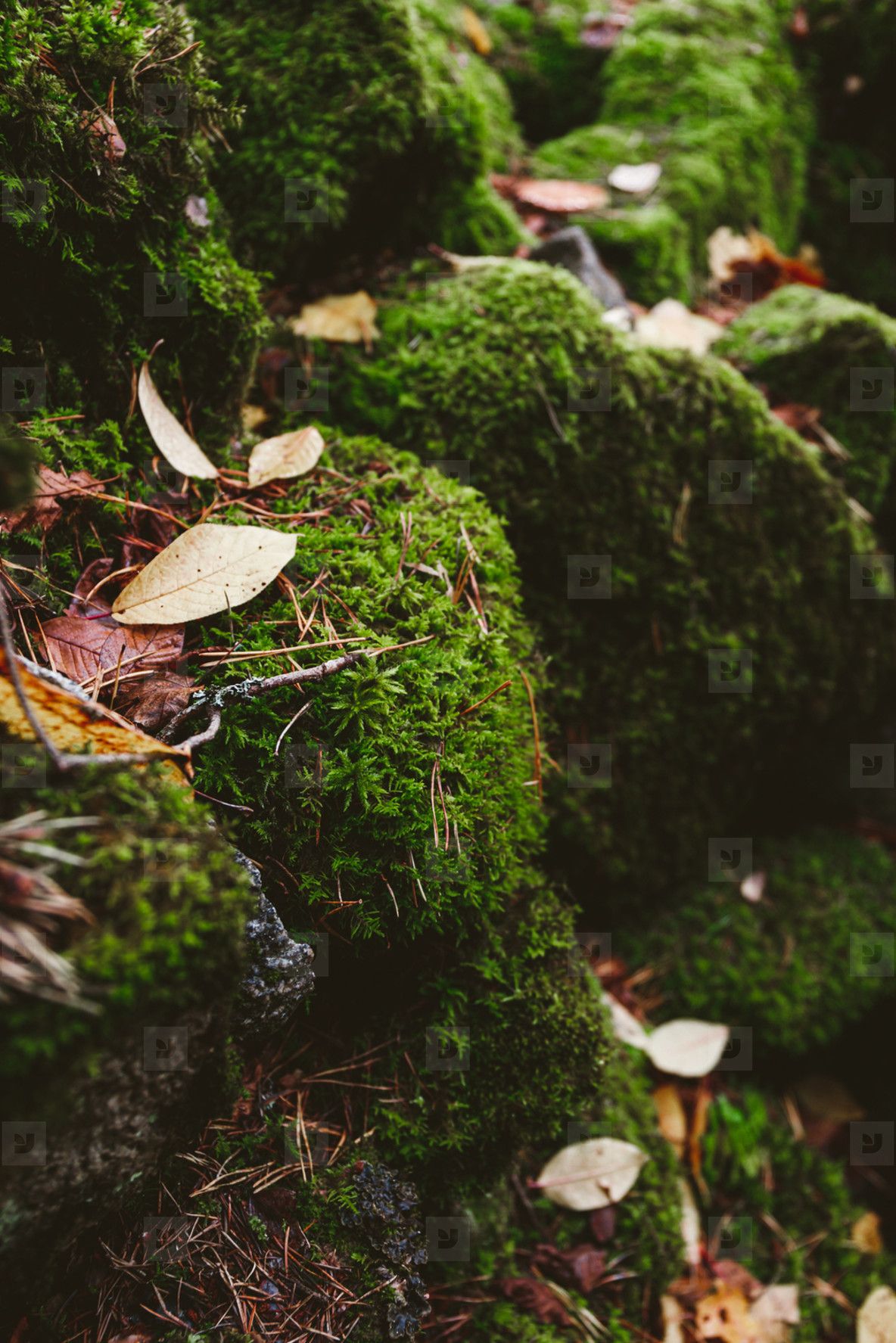 Macro photography of green moss on stones in a northern forest. Nature background