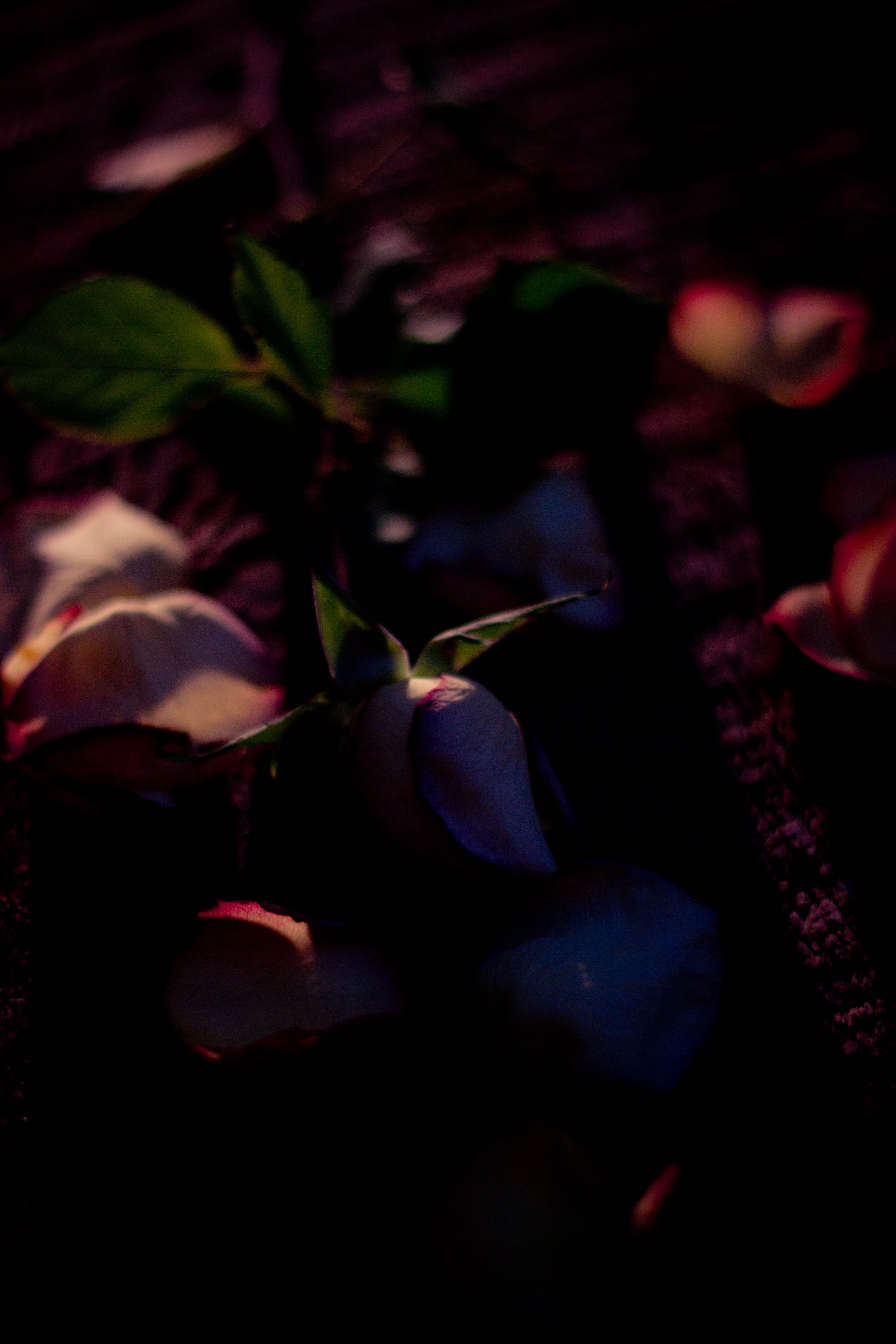 Free Image : flower, darkness, light, petal, plant, leaf, lighting, computer wallpaper, midnight, night, still life photography, macro photography 3456x5184