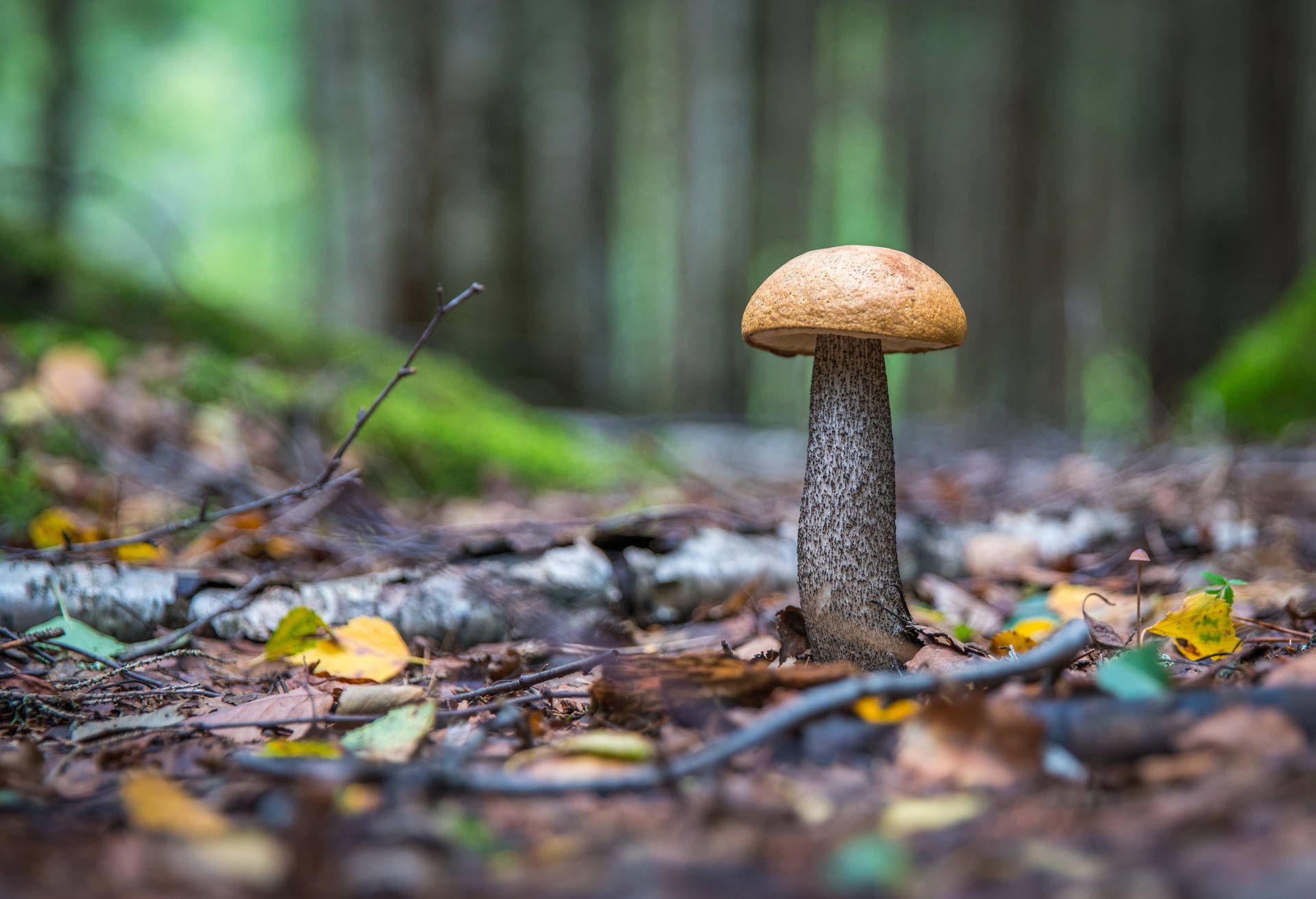 A mushroom stands tall in the forest. - Macro