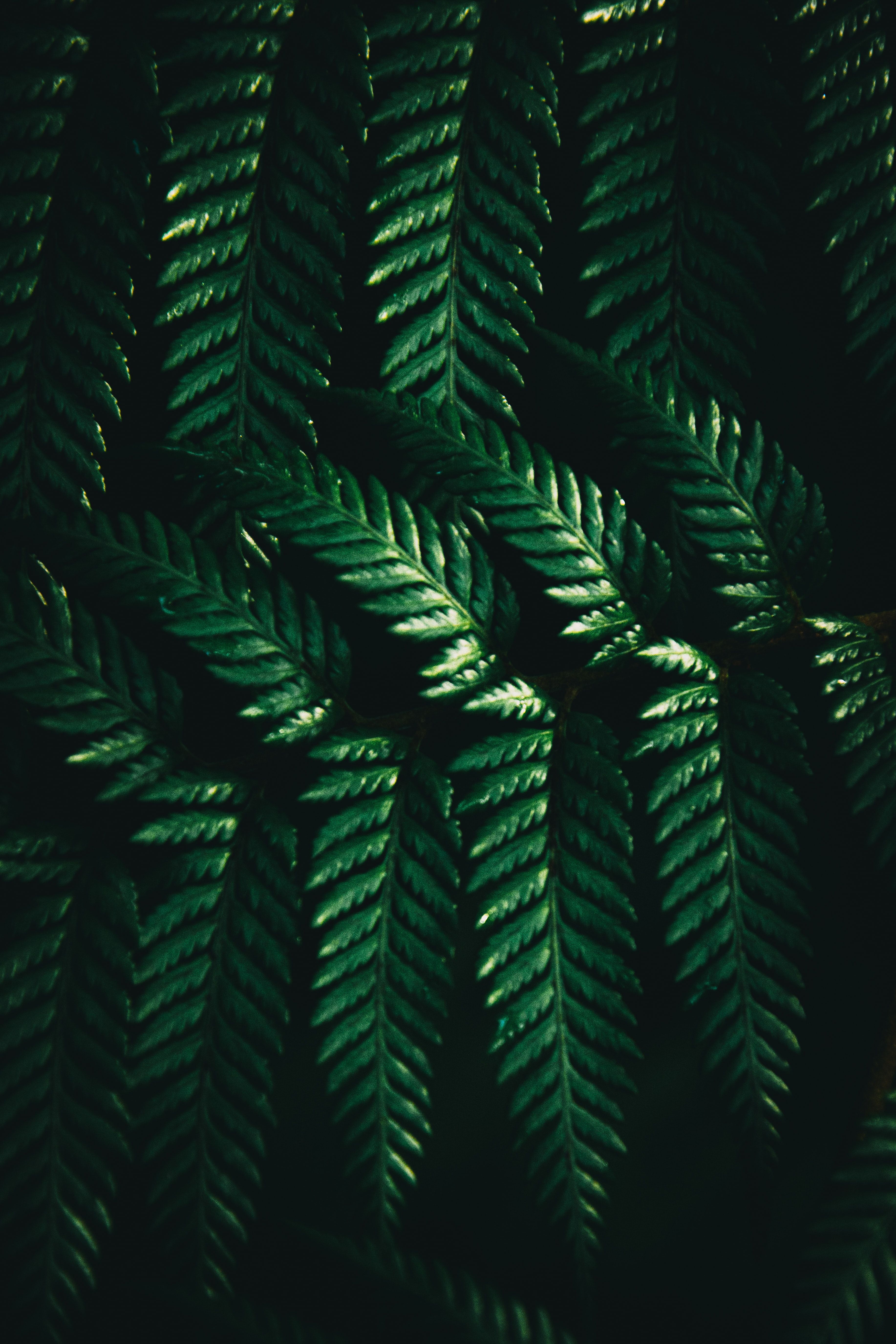 Mobile wallpaper: Macro, Leaves, Fern, Dark, 50593 download the picture for free
