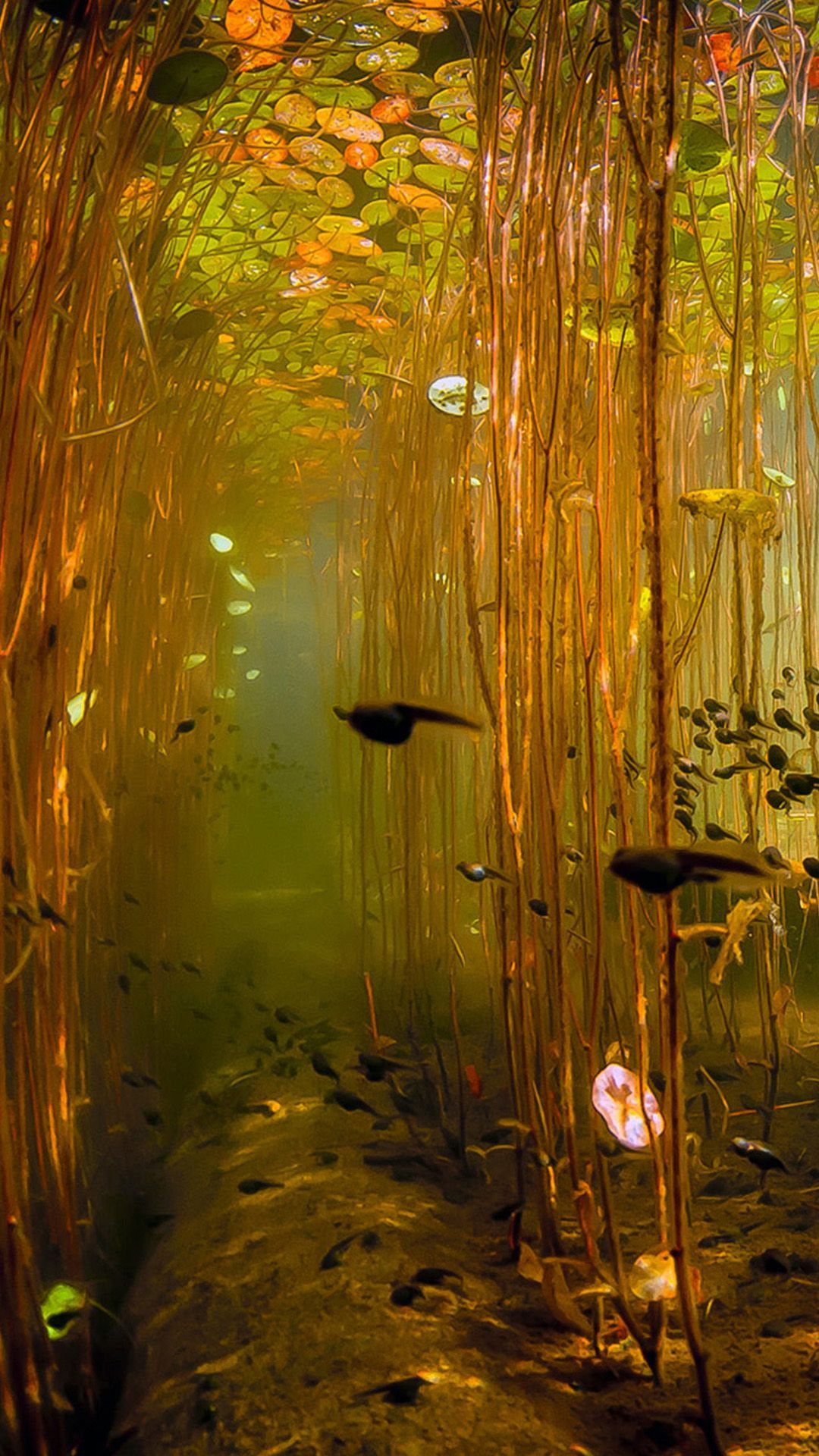 IPhone wallpaper with an underwater view of a pond with fish and plants. - Underwater