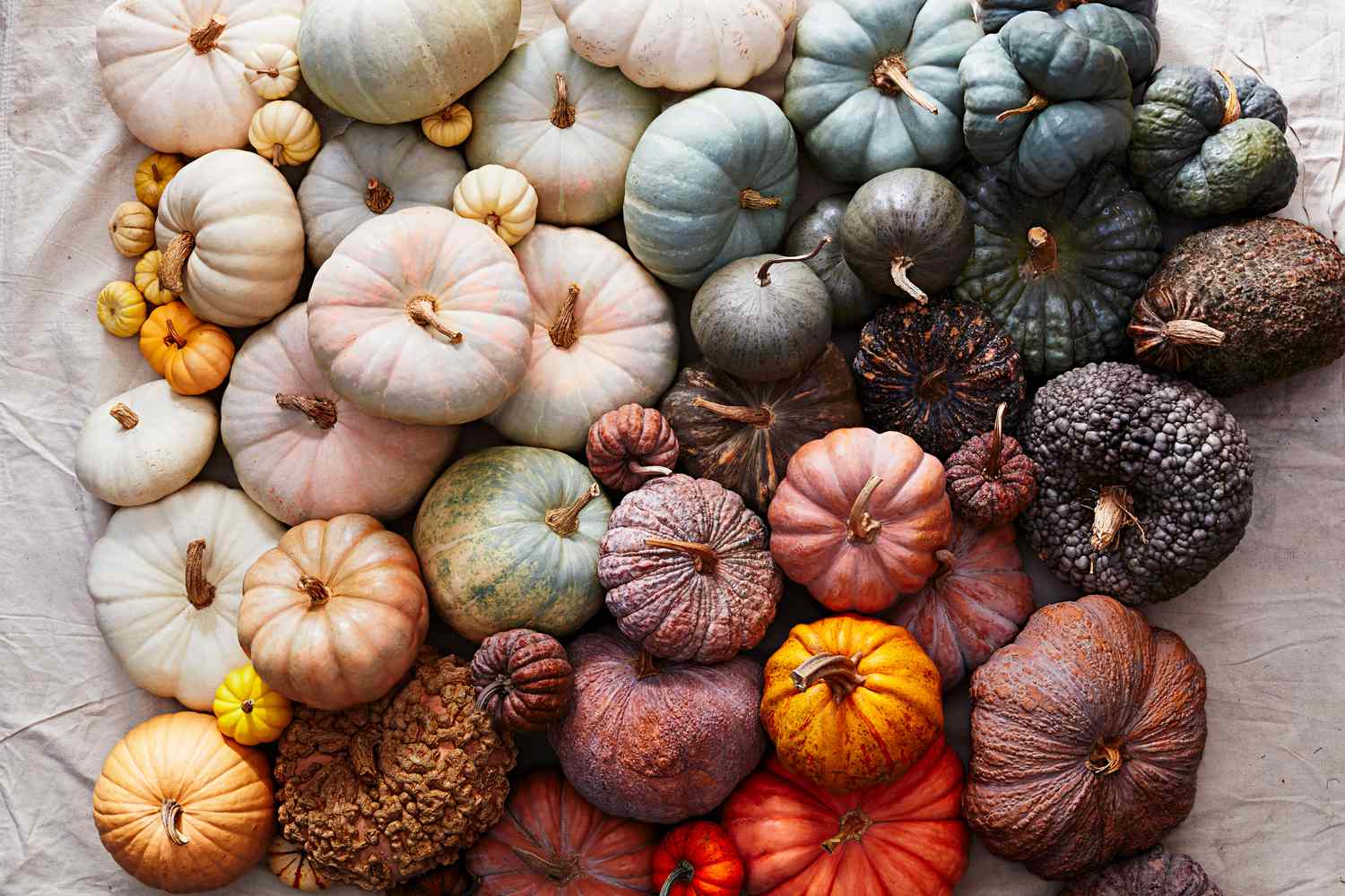A Visual Guide to Different Types of Pumpkins