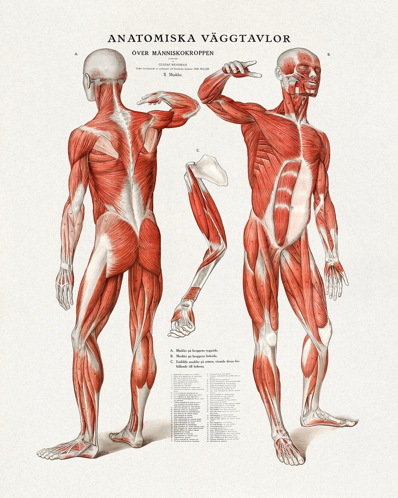 Anatomical plate showing the human muscular system - Anatomy