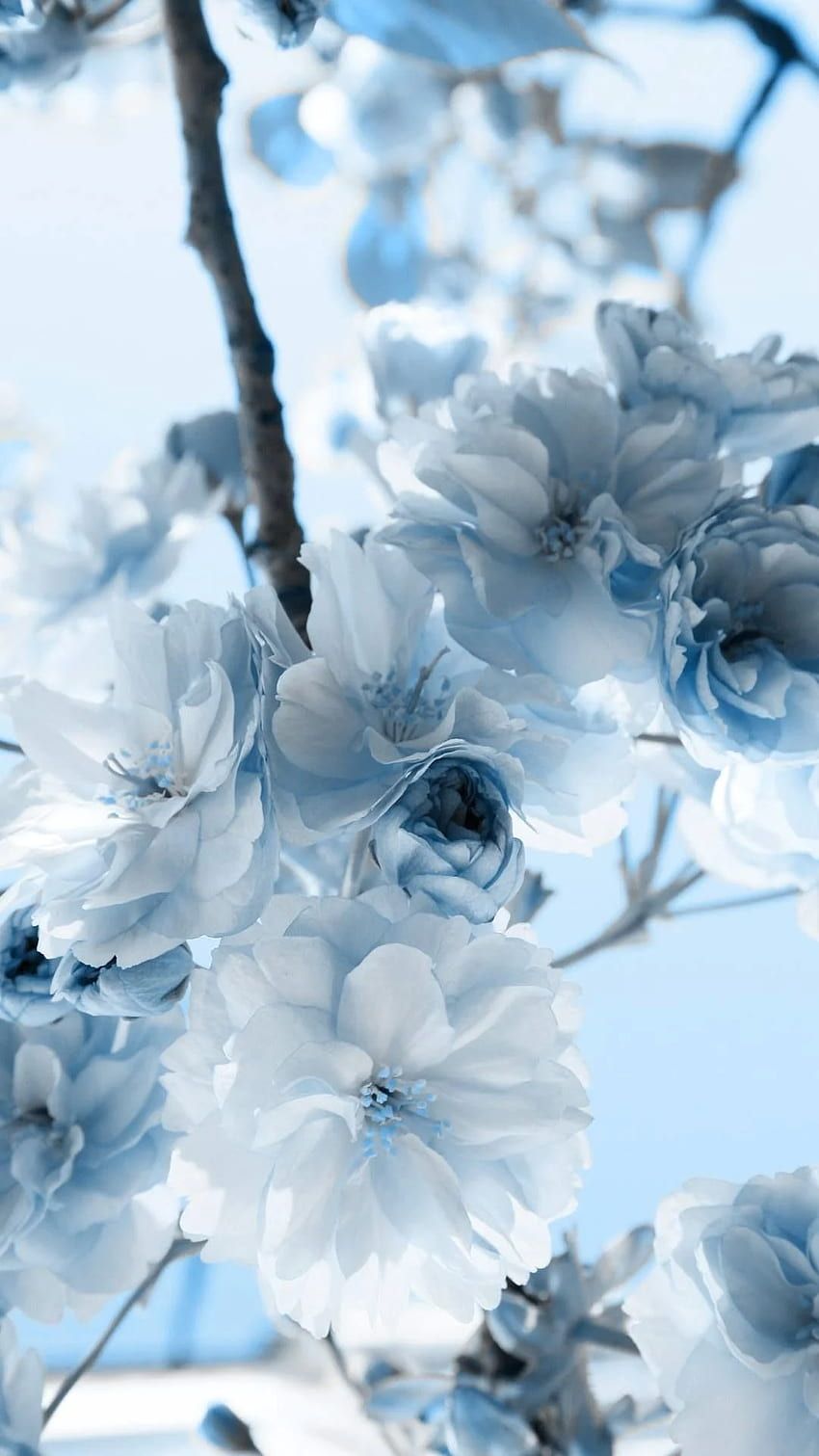 Aesthetic pastel blue flower HD wallpaper