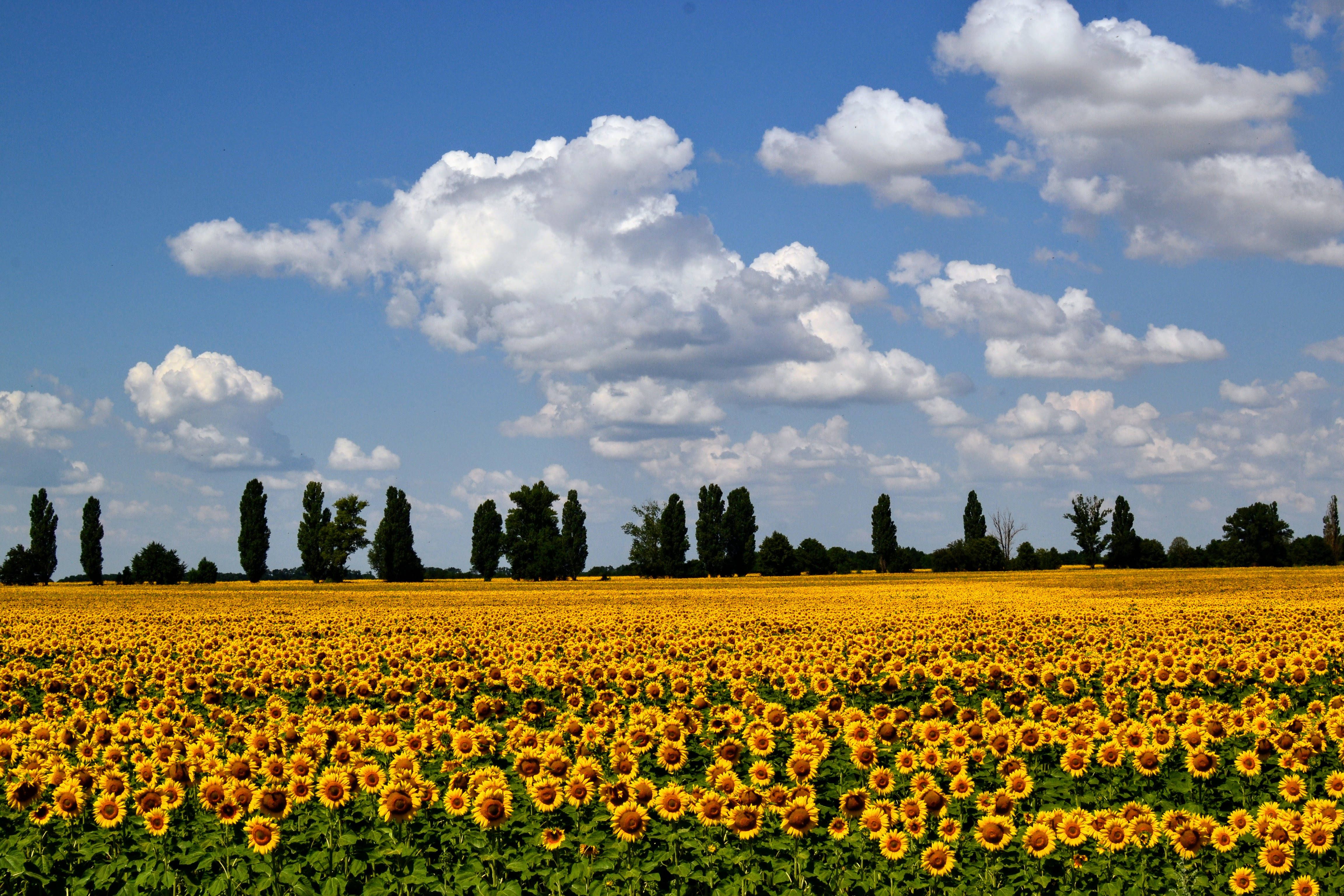 A beautiful sunflower field with a cloudy blue sky overhead. - Farm