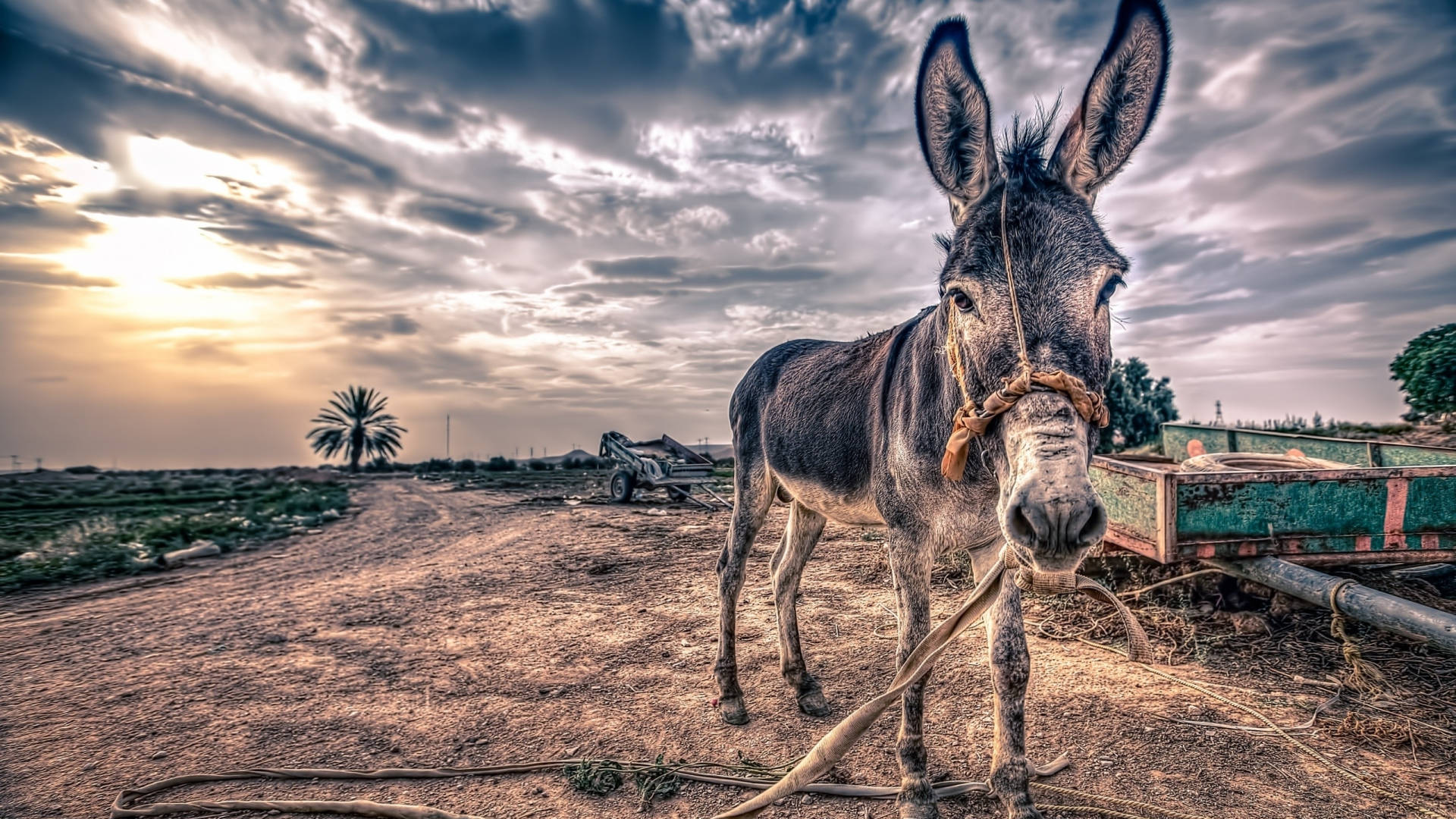 A donkey on a dirt road with a cloudy sky in the background. - Farm