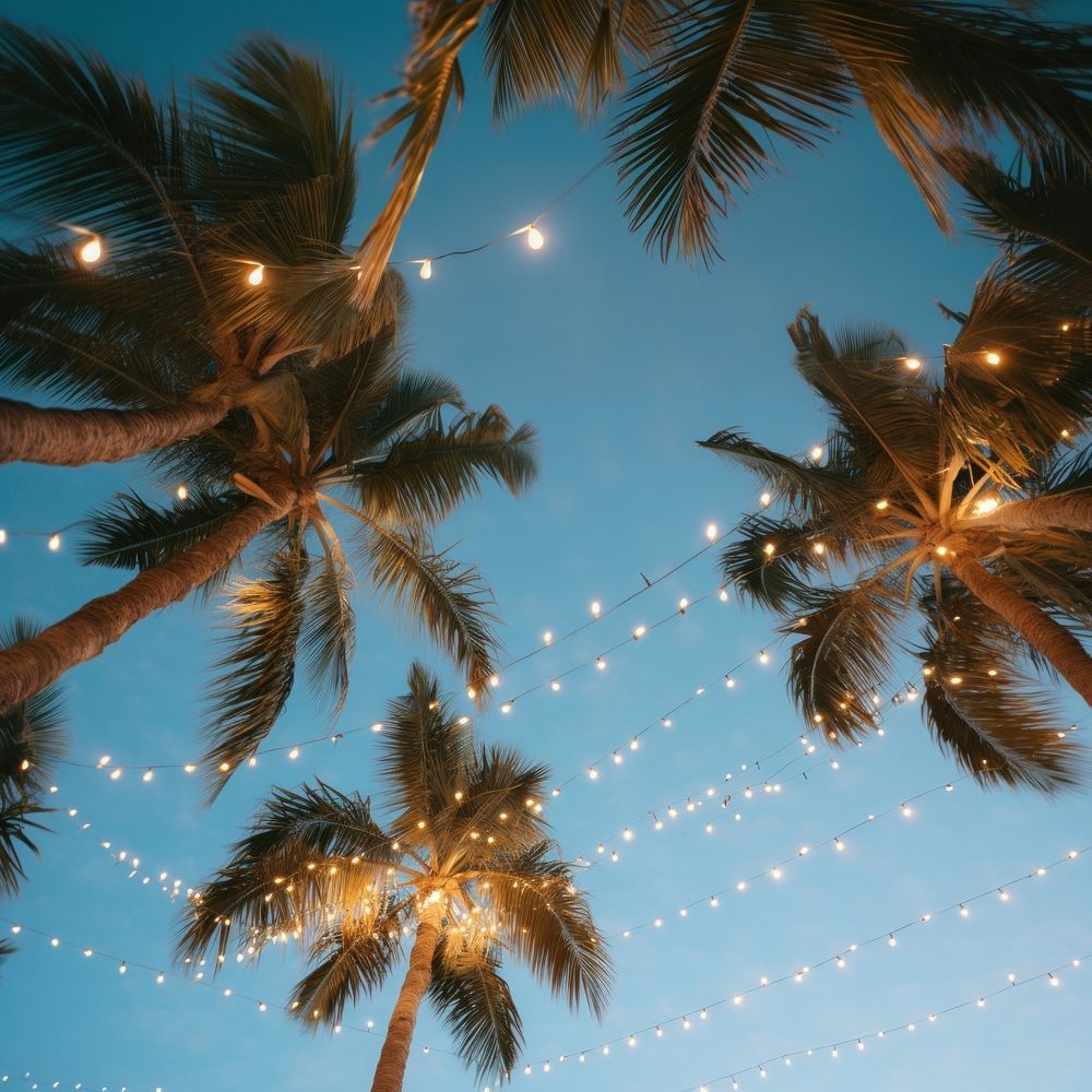 String lights hanging from palm trees - Fairy lights