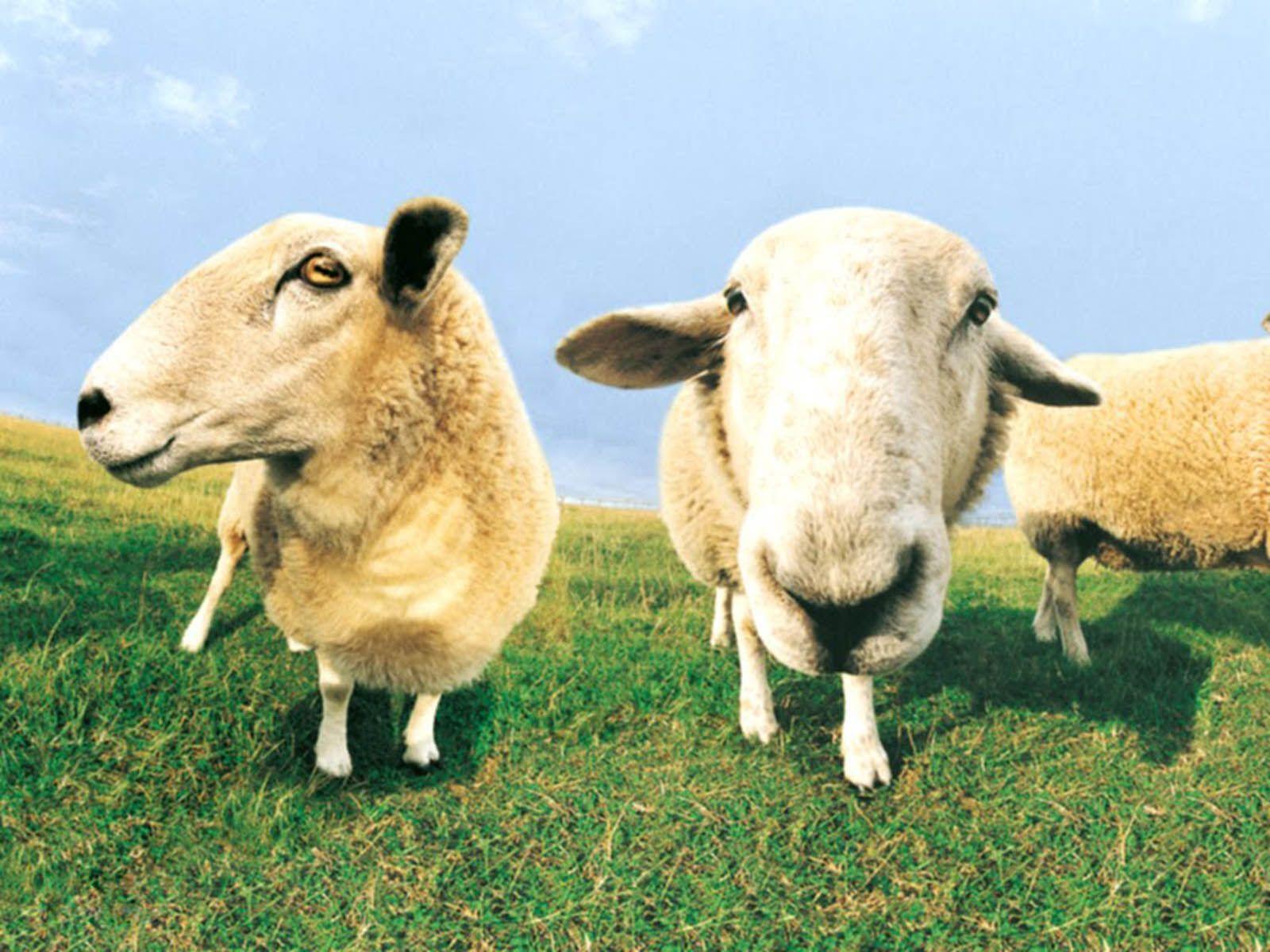 Two sheep in a field - Farm