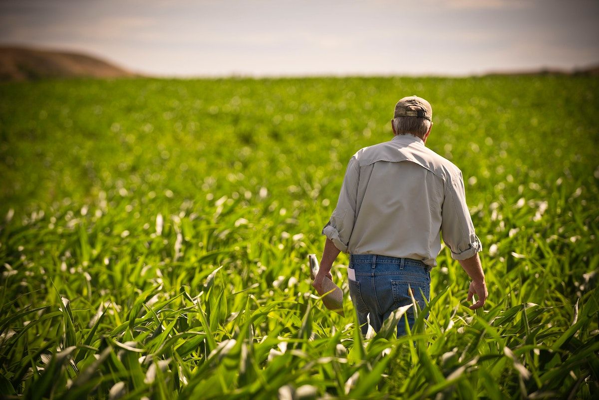 A farmer walking through a field of wheat. - Farm