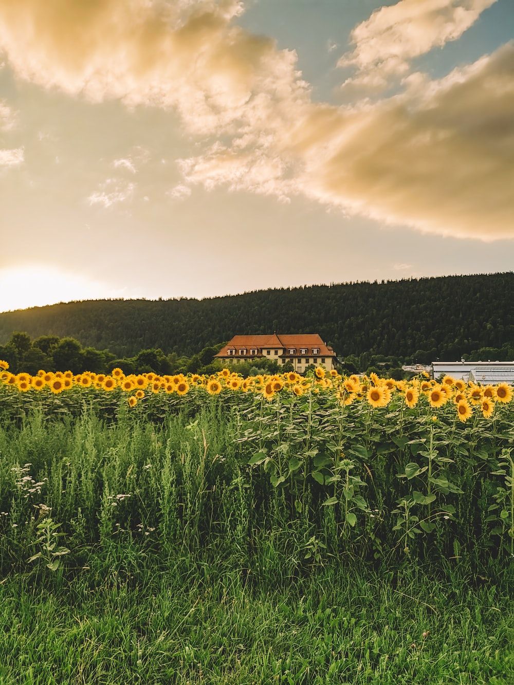 A field of sunflowers with a house in the background under a cloudy sky. - Farm