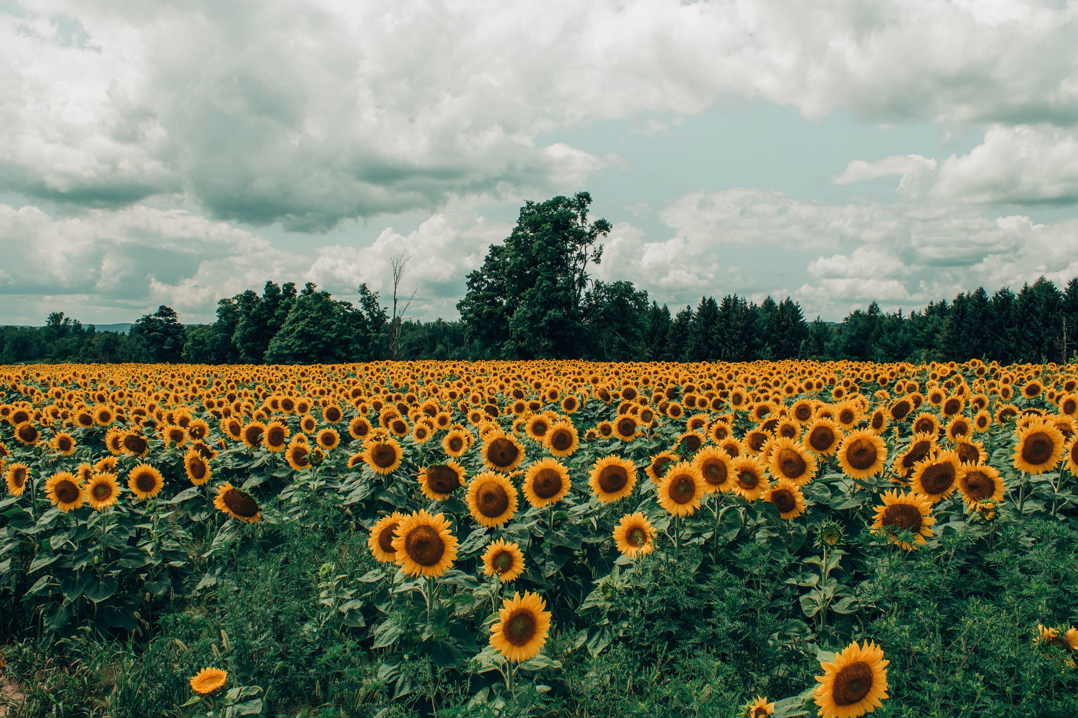 A field of sunflowers in the middle - Farm