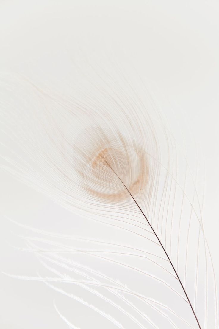 colour #color #white #feather. White aesthetic, Aesthetic background, Wallpaper