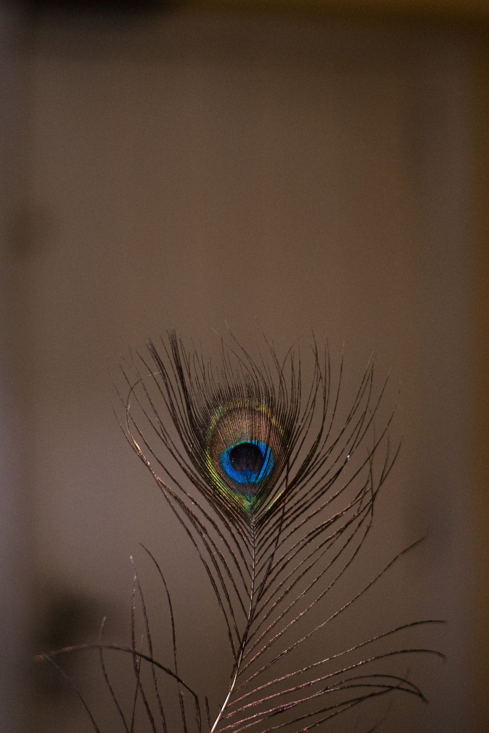 A single peacock feather against a dark background. - Feathers