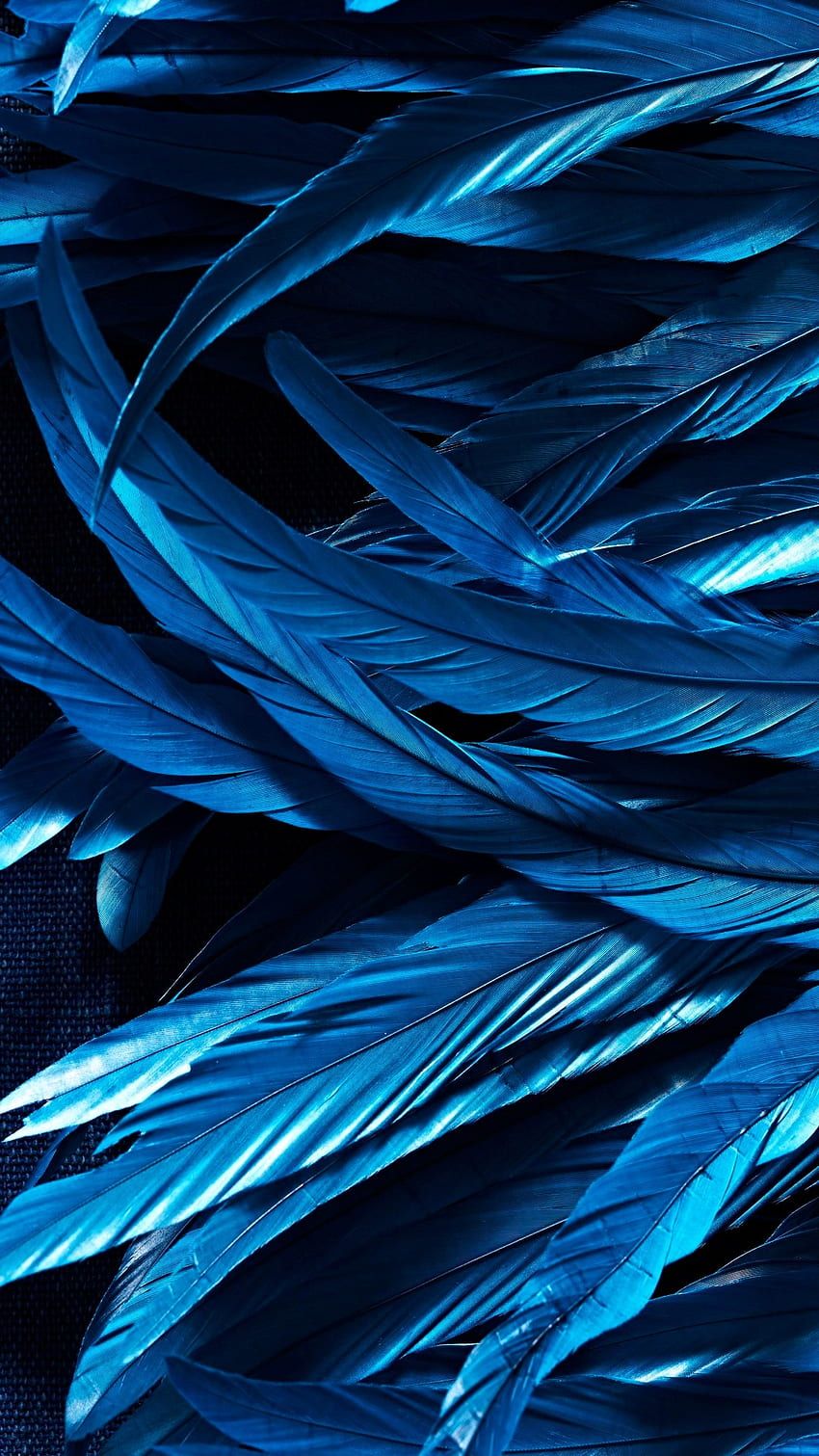 Blue feathers on a black background - Feathers