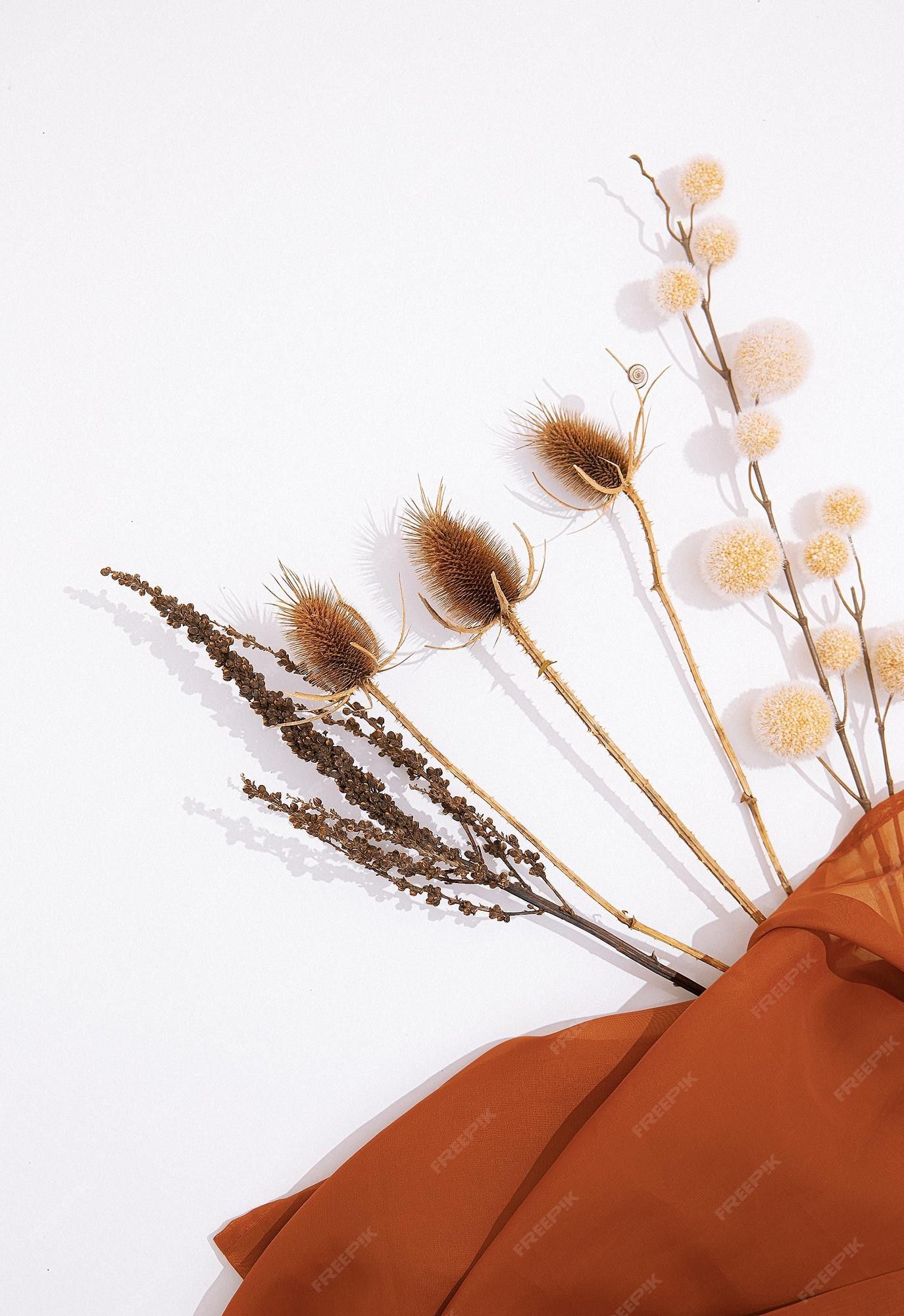 Dried flowers on a white background - Flat lay