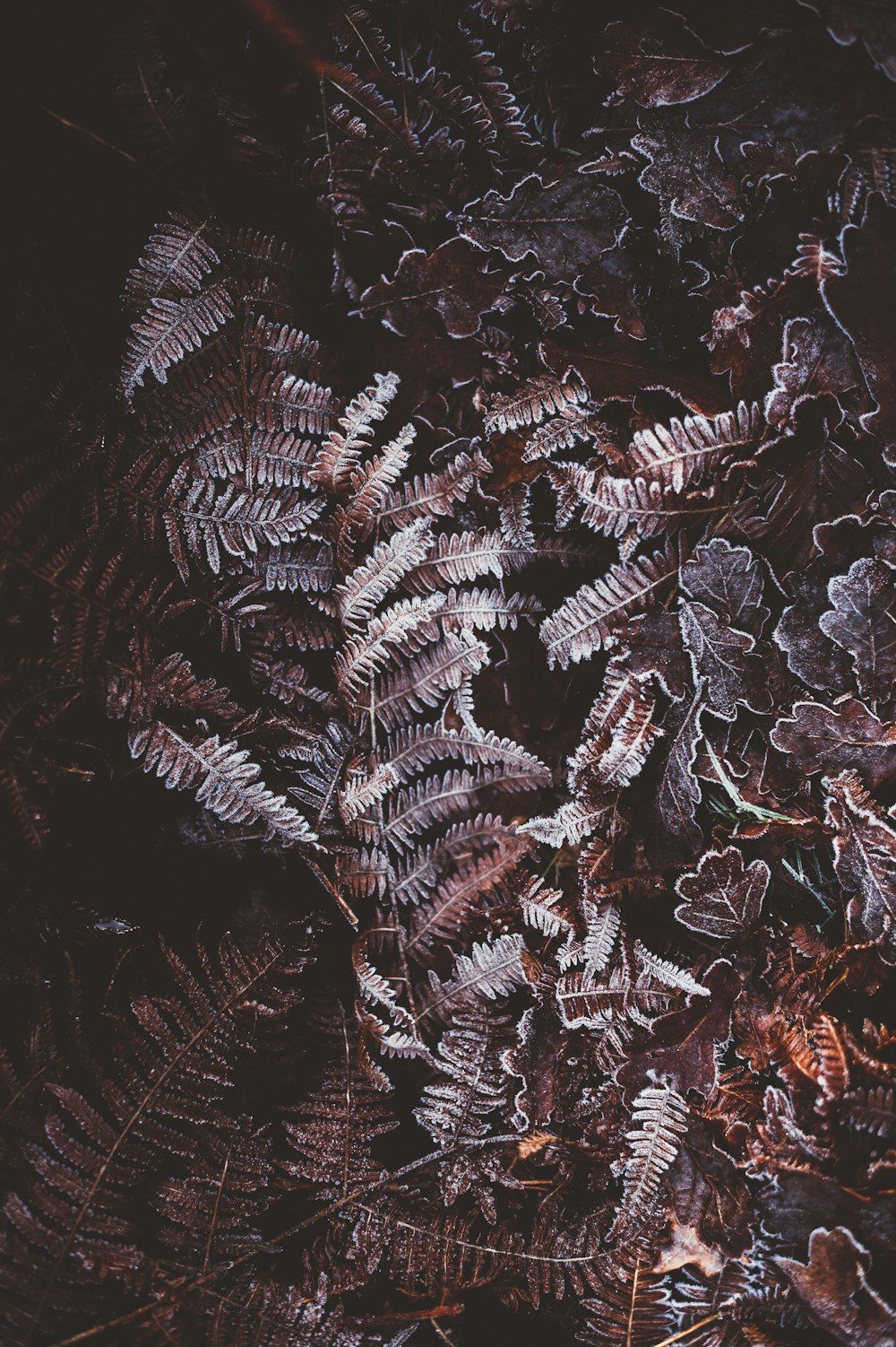 Flat lay photography of brown fern plant photo