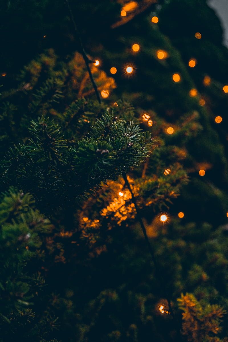 A close up of a Christmas tree with lights. - Fairy lights
