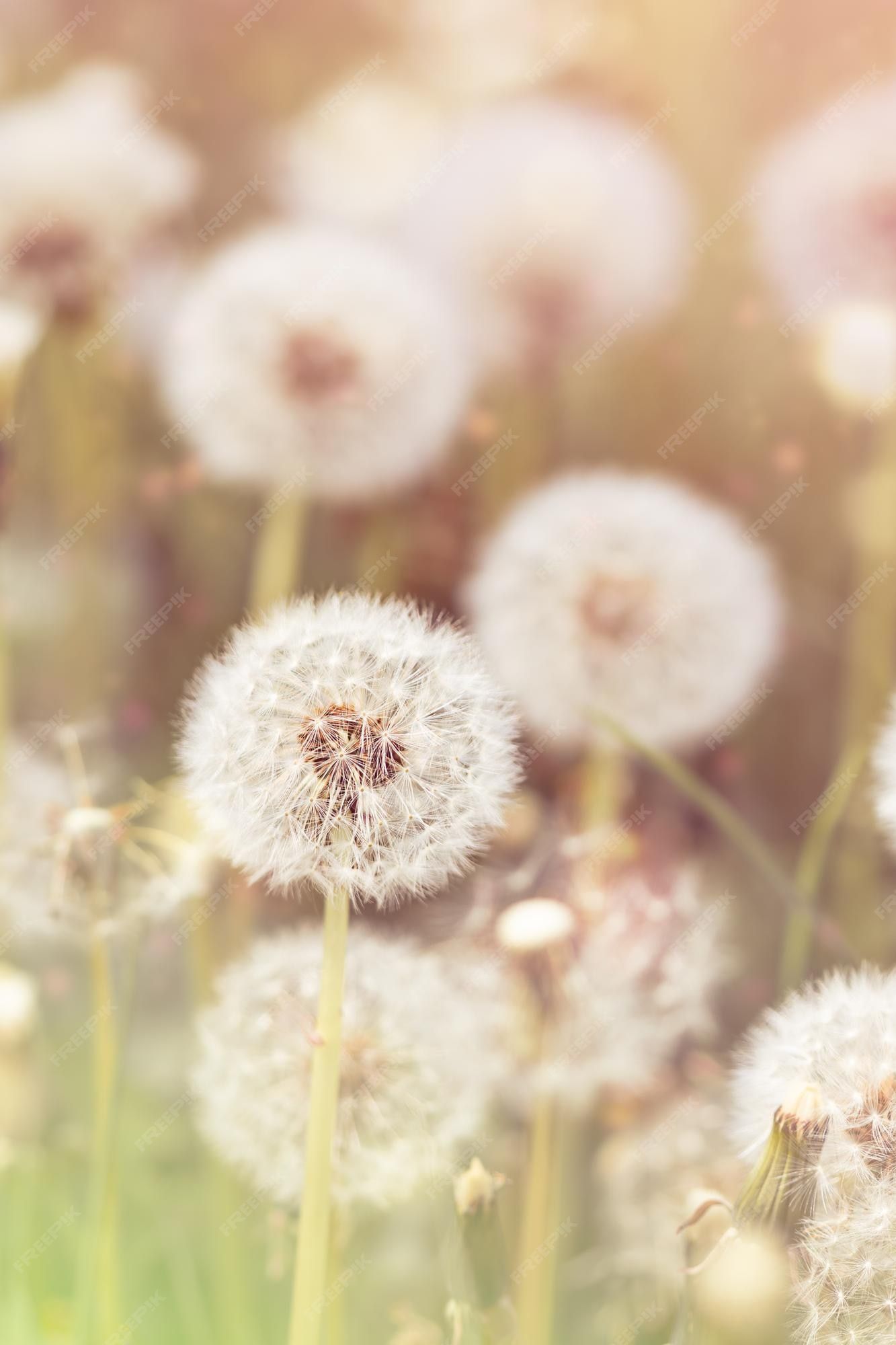 Dandelions blowing in the wind - Dandelions