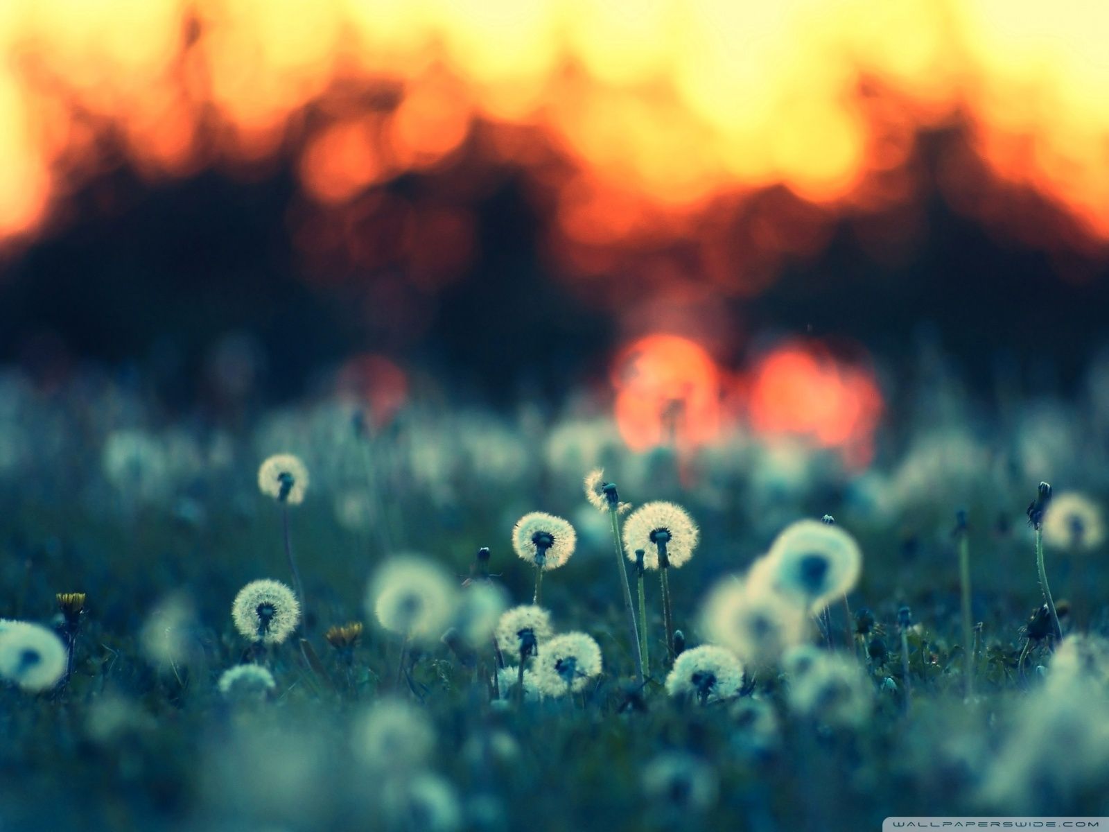 Dandelions At Sunset Ultra HD Desktop