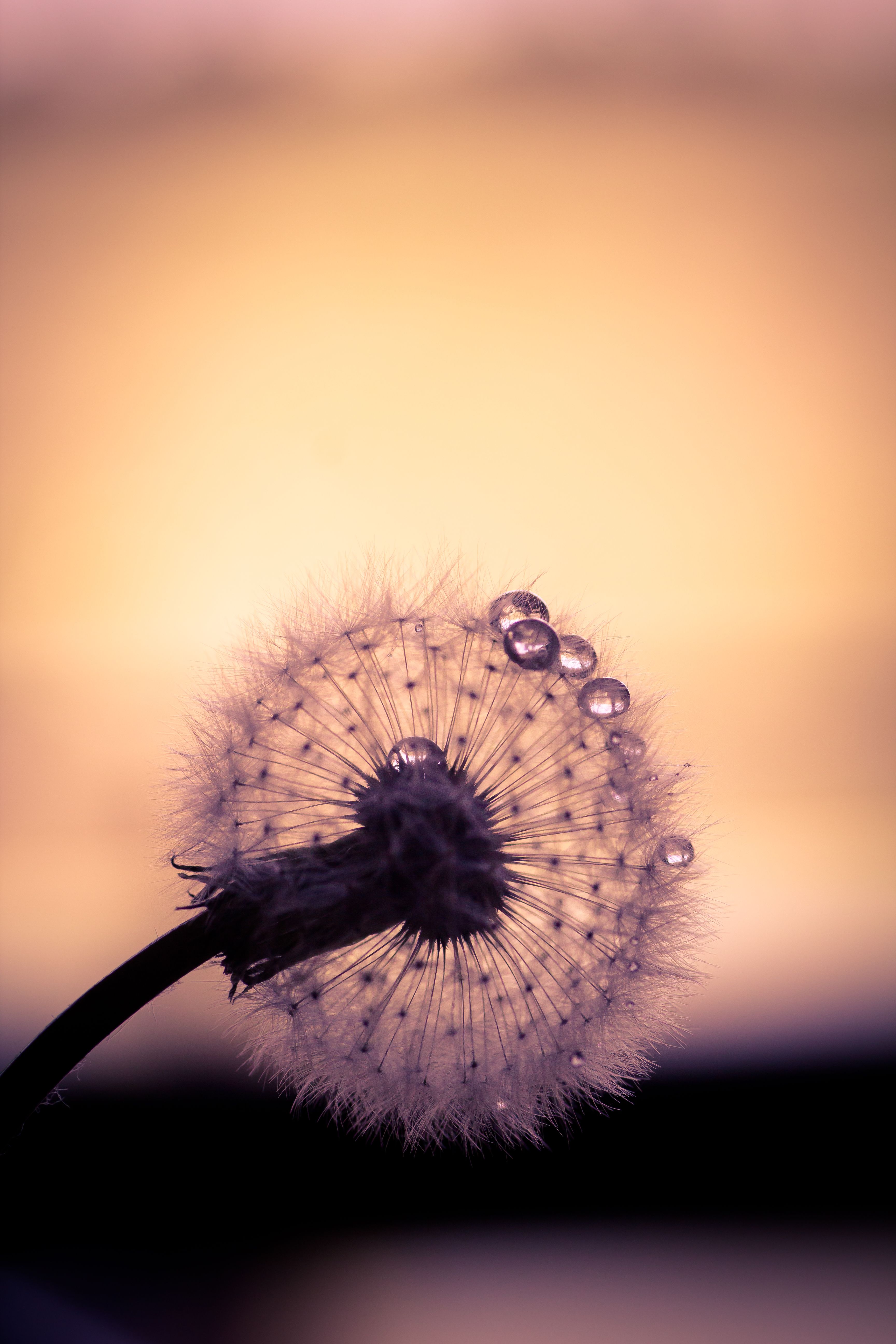 Download Dandelion wallpaper