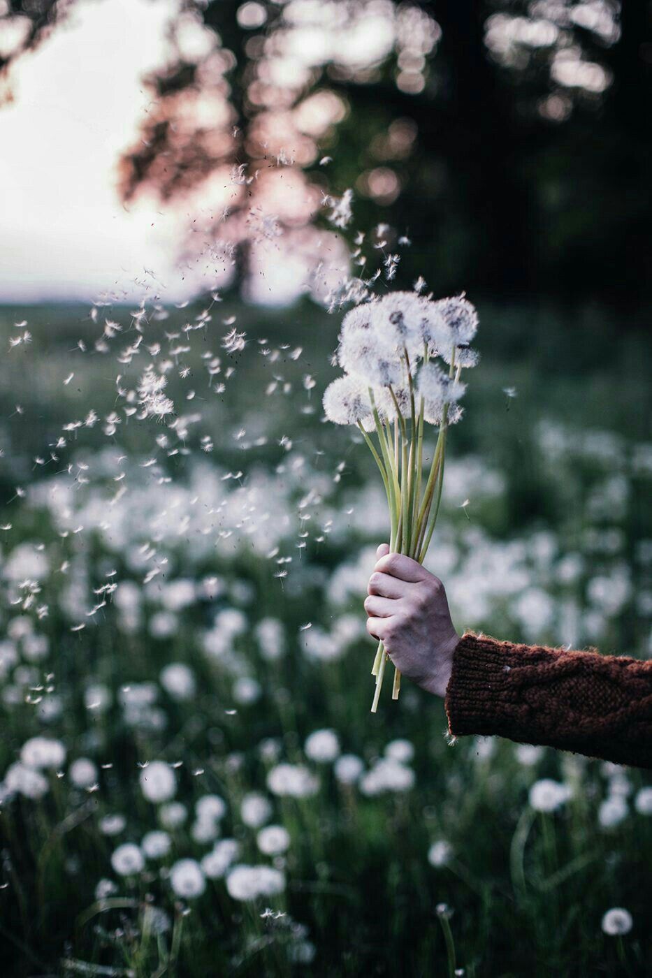 A person holding a bunch of dandelions in a field - Dandelions