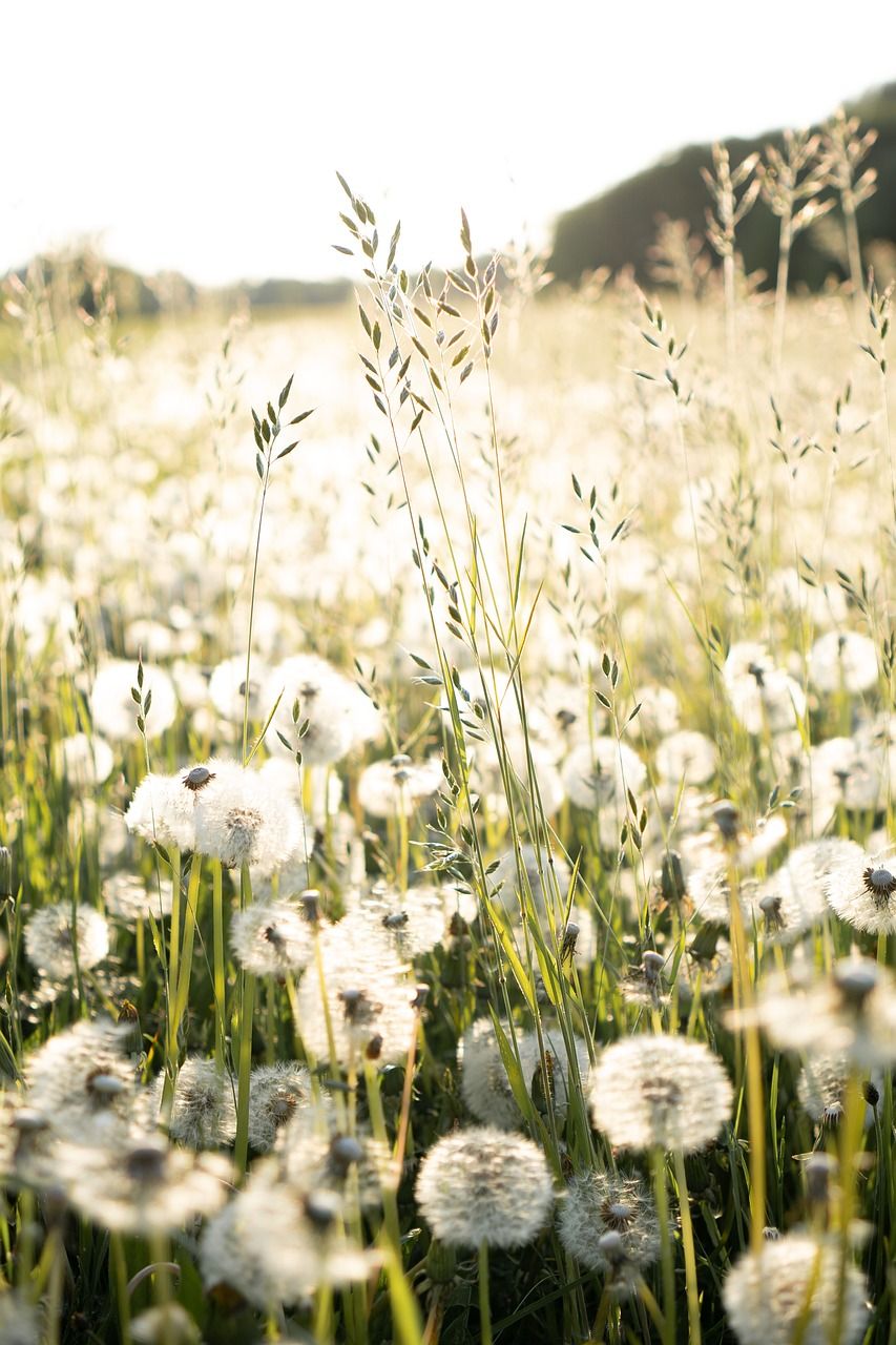 A field of dandelions in the sun. - Dandelions