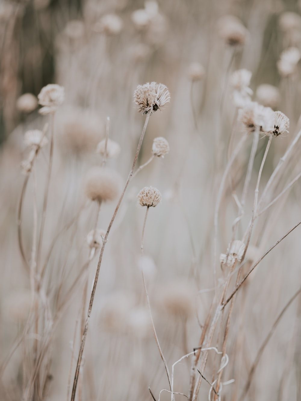 A field of beige and white flowers - Dandelions