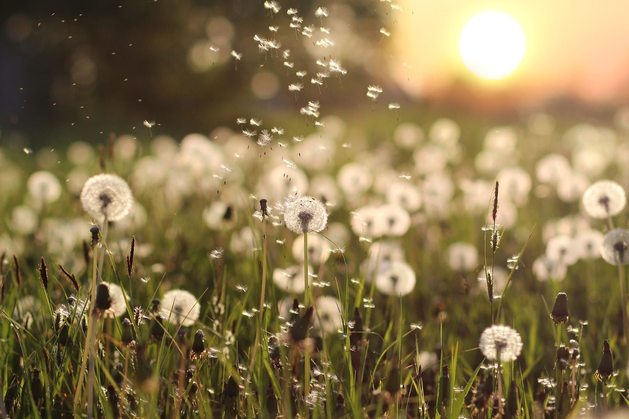 A field of dandelions blowing in the wind at sunset. - Dandelions